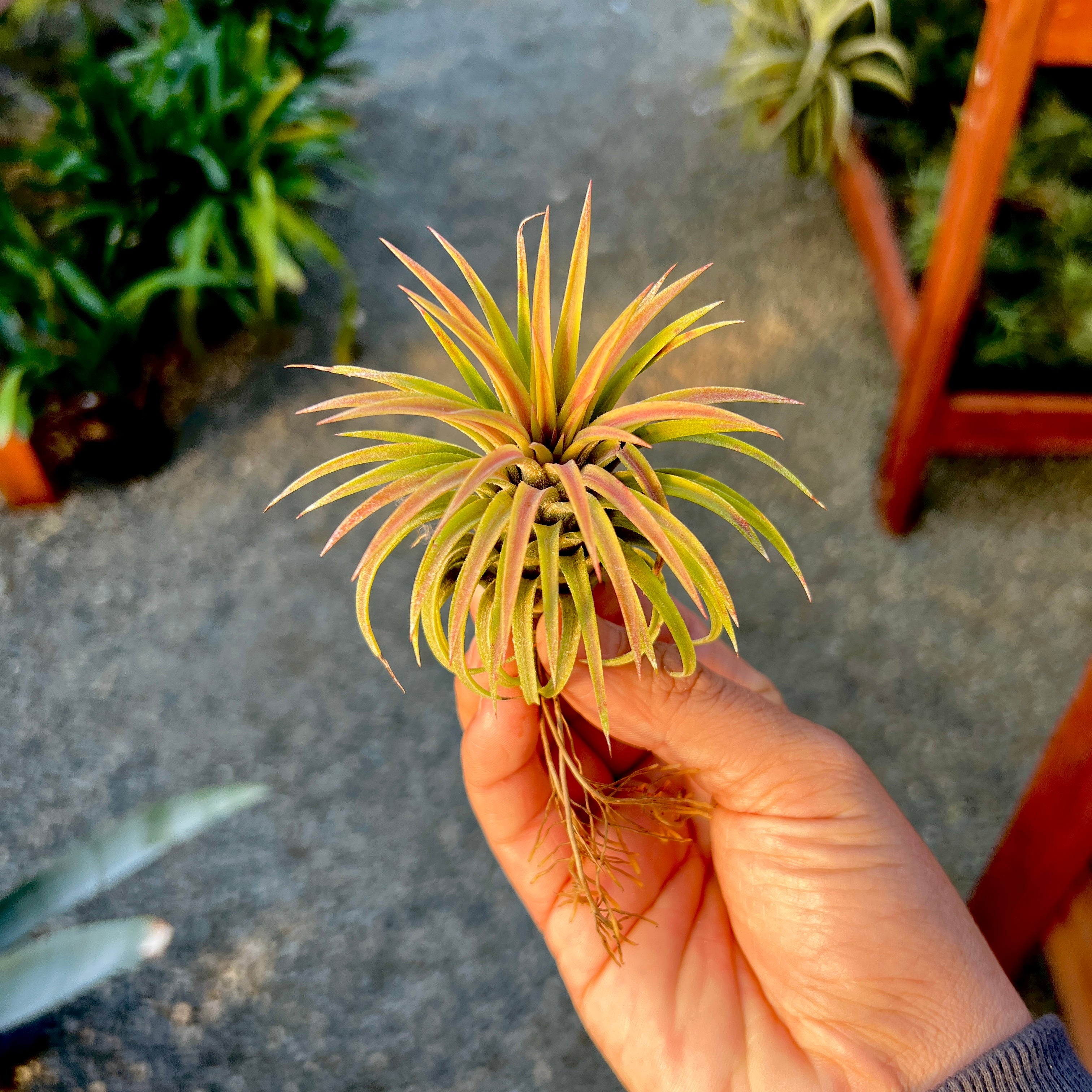 Ionantha Fountain <br> Beautiful Coloring