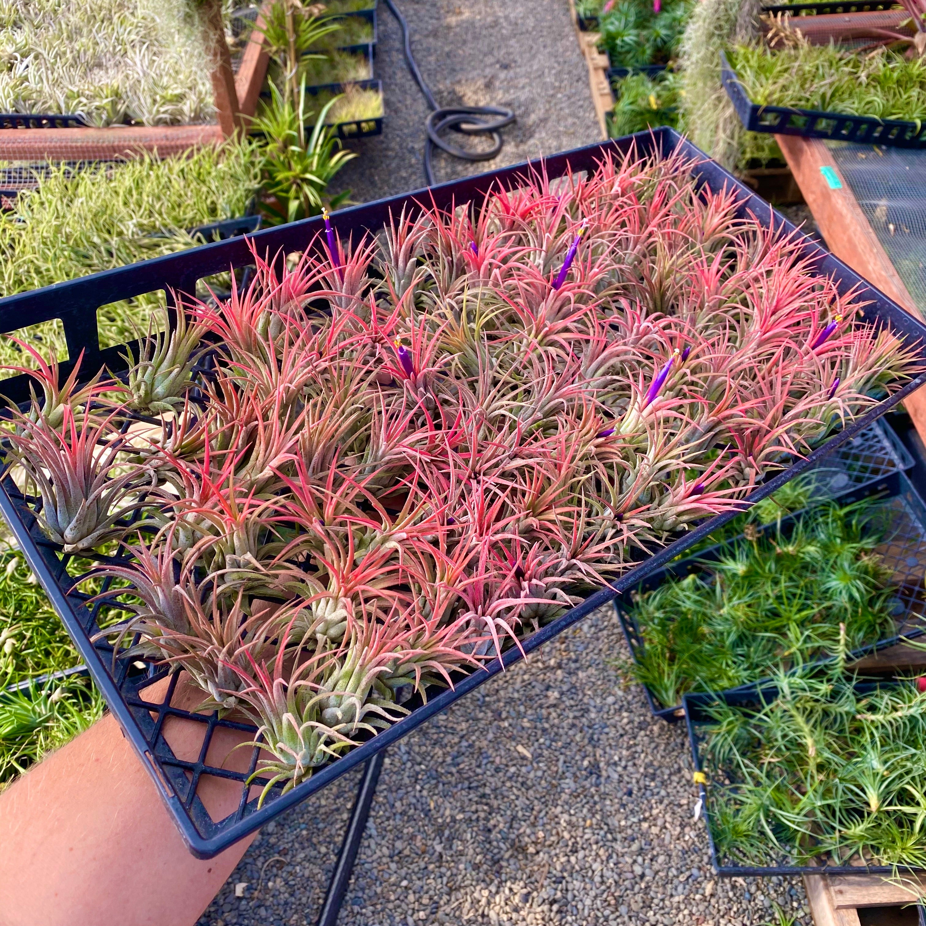 air plants for sale near me Ionantha Red Premium Air Plant (Beginner Friendly)