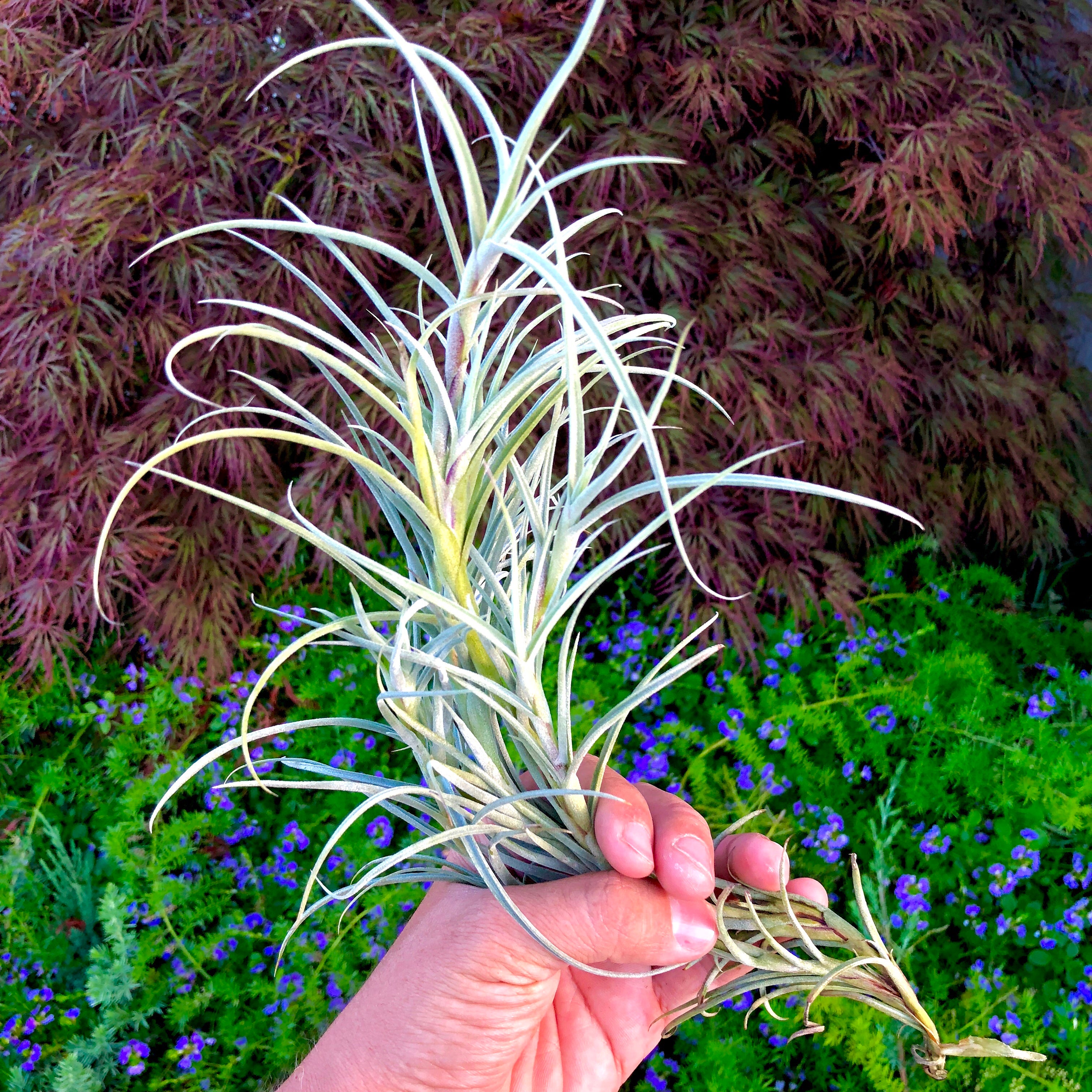 Crocata Giant <br> (Singles and Clumps) - Air Plant Hub 