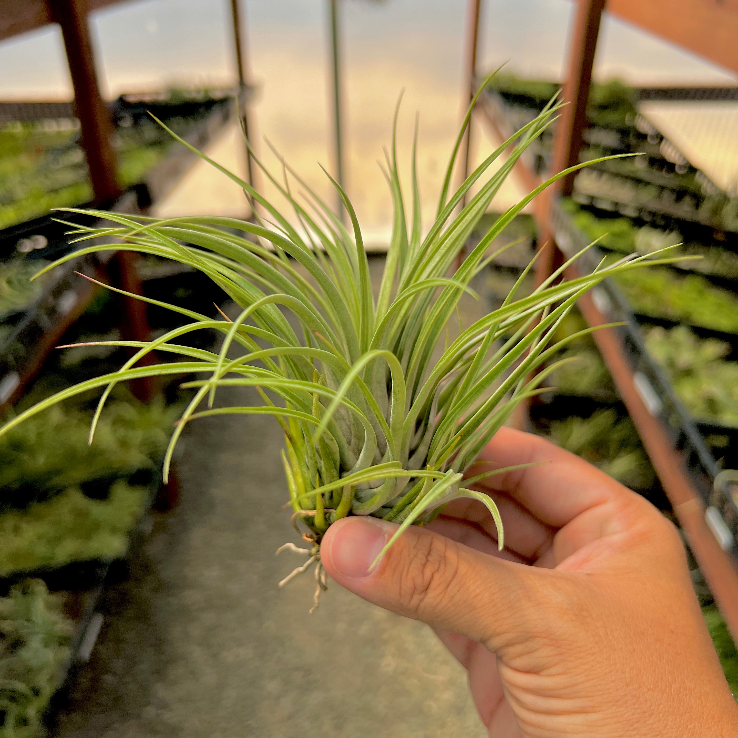 Tillandsia Socialis Rare Air Plant Houseplant For Home Office