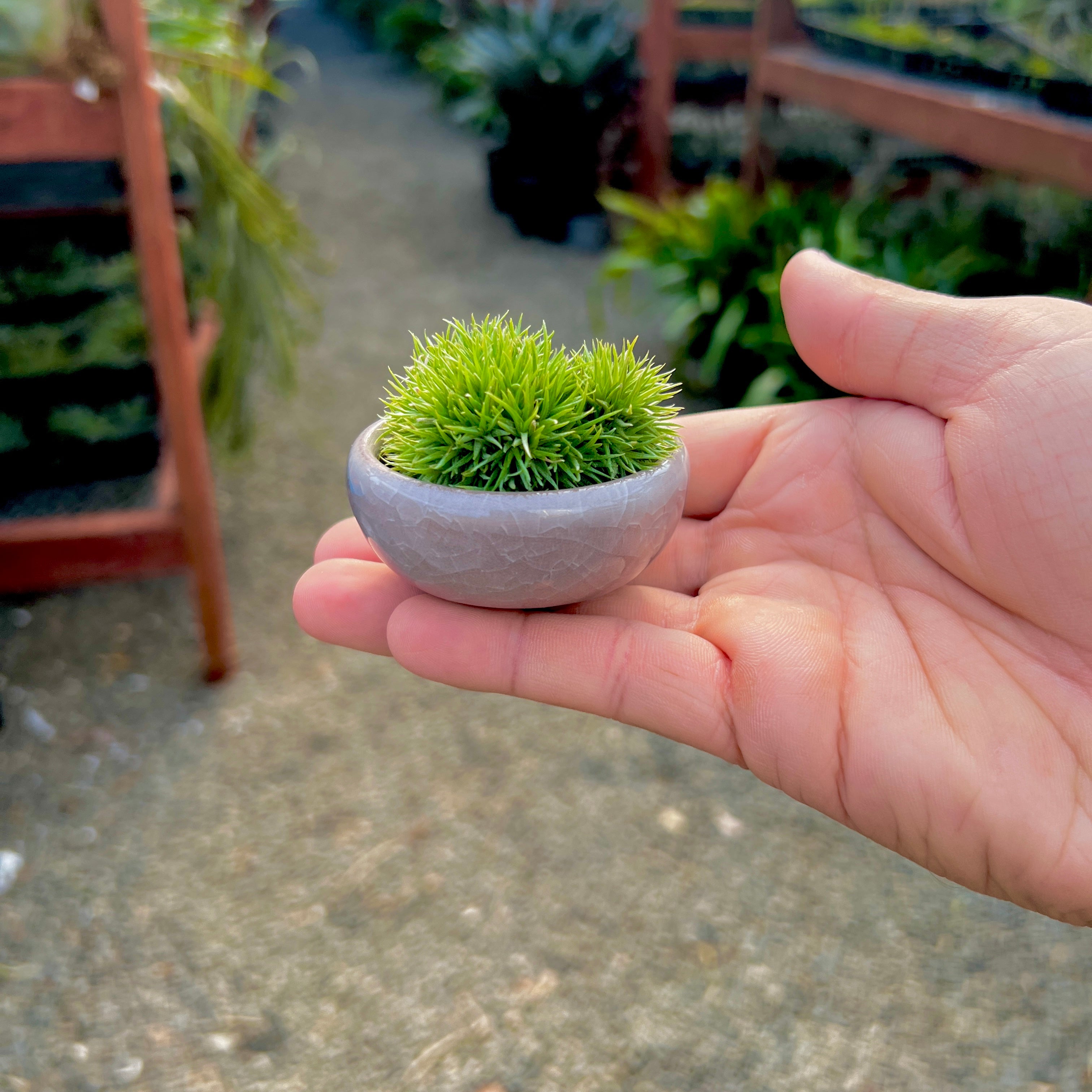 Ice Glazed Ceramic Mini Air Plant Holder