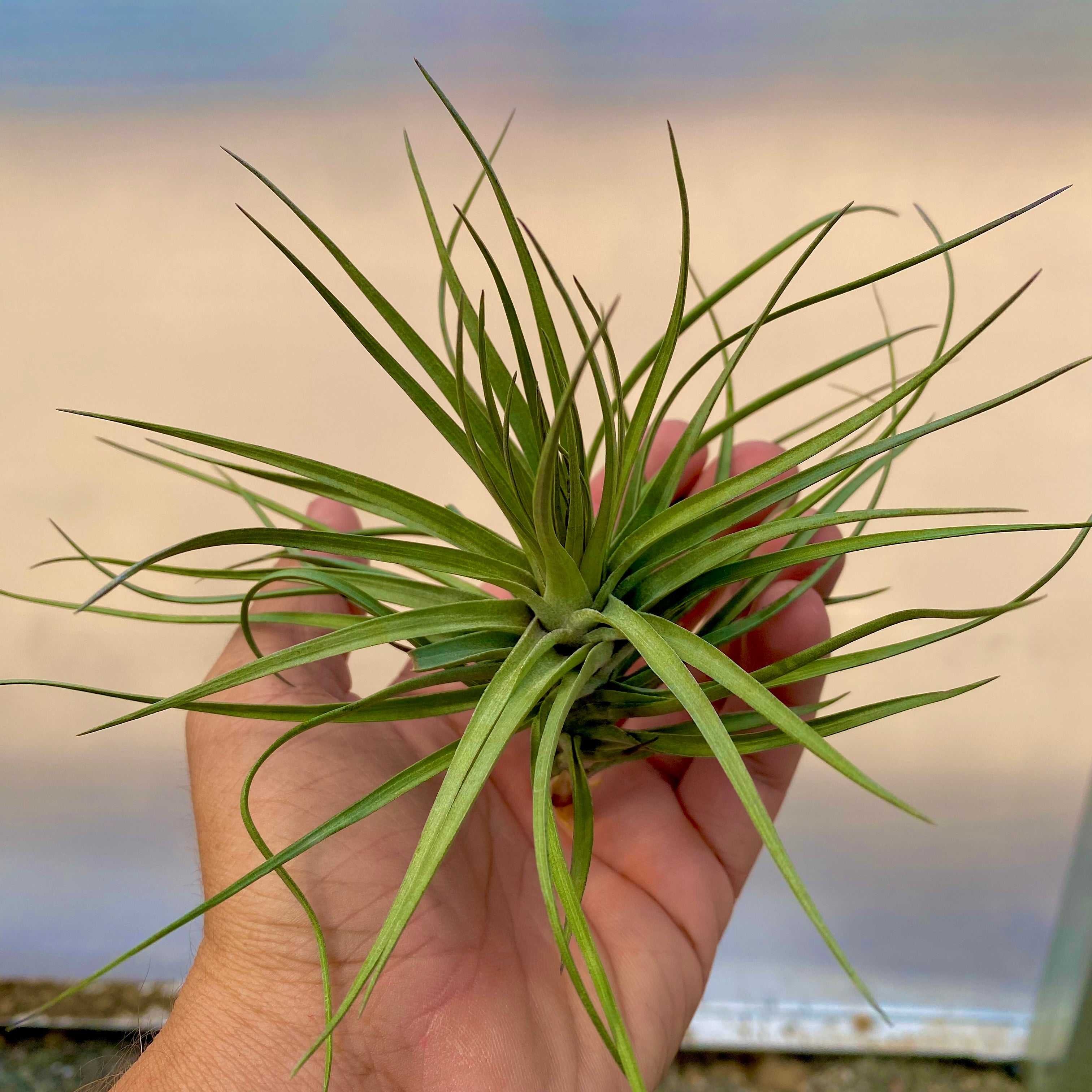 Tillandsia stricta iridescent wedding gift plant bouquet air plant