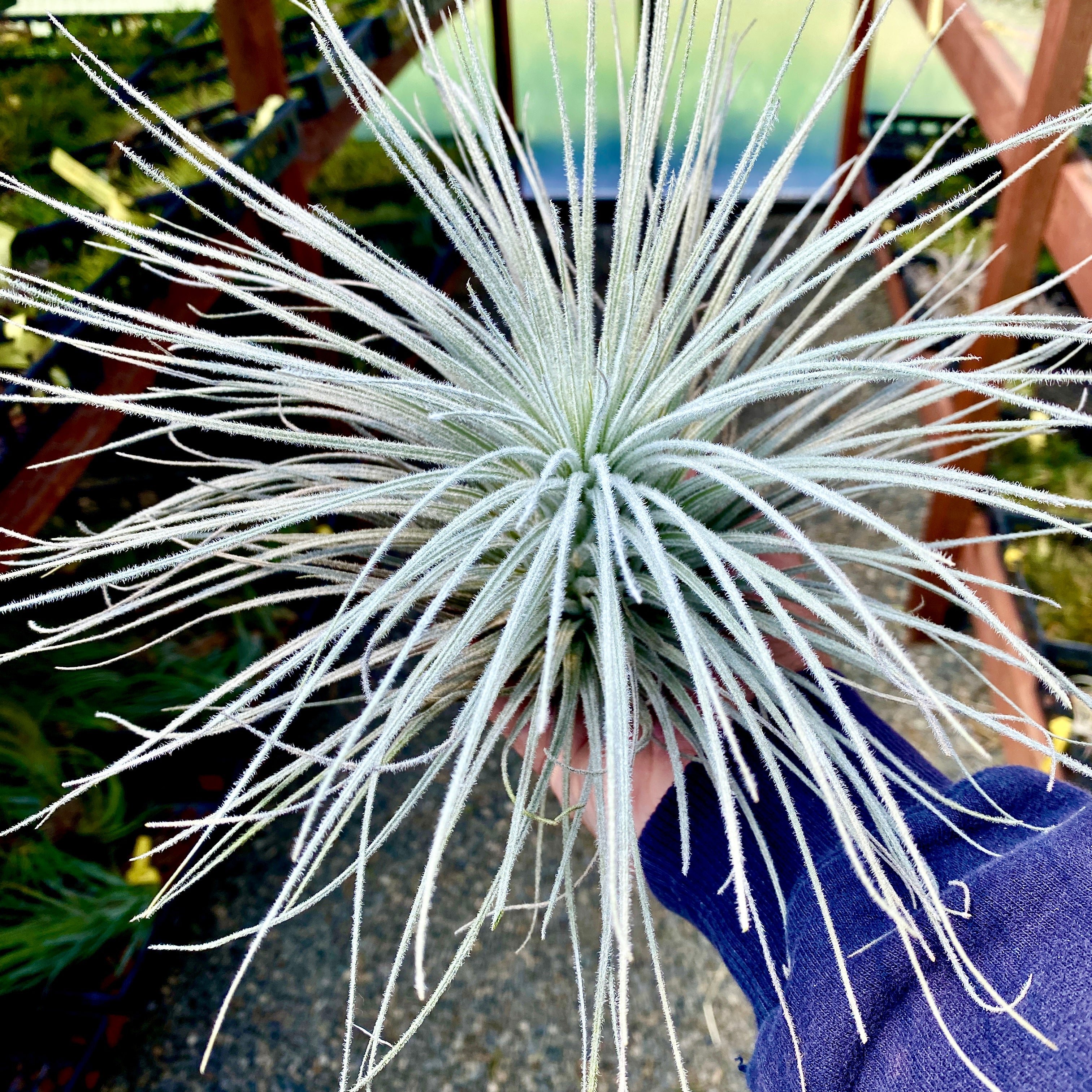 Tectorum Peru XXL