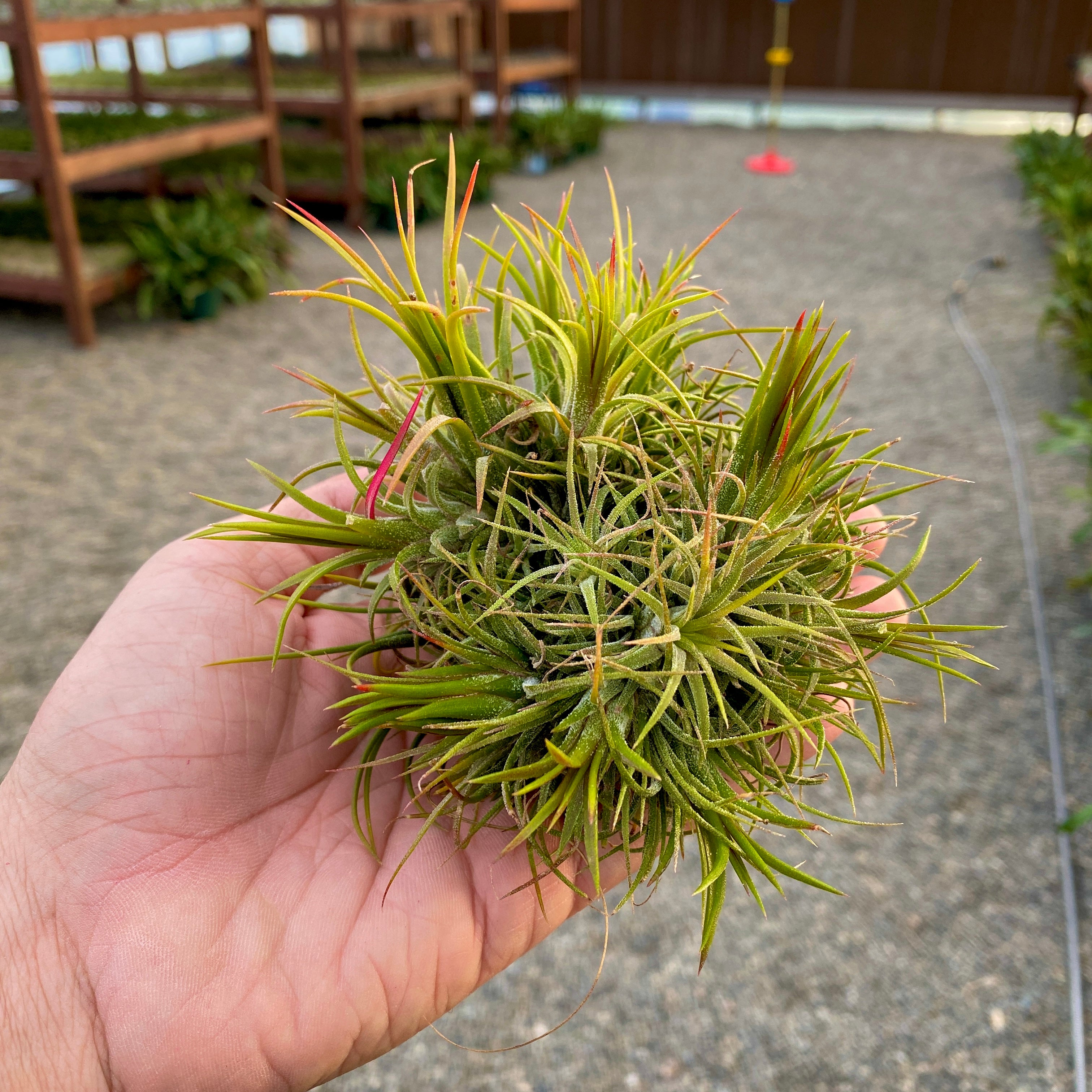 Tillandsia Ionantha Air Plant Clumps Mound