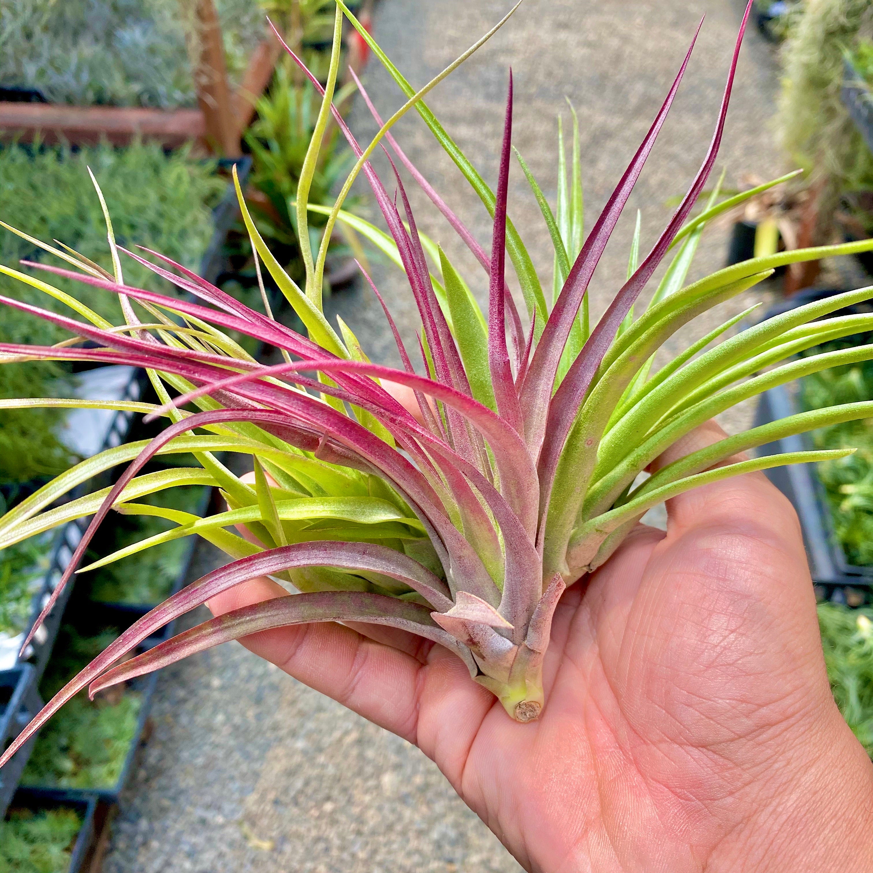 Brachycaulos