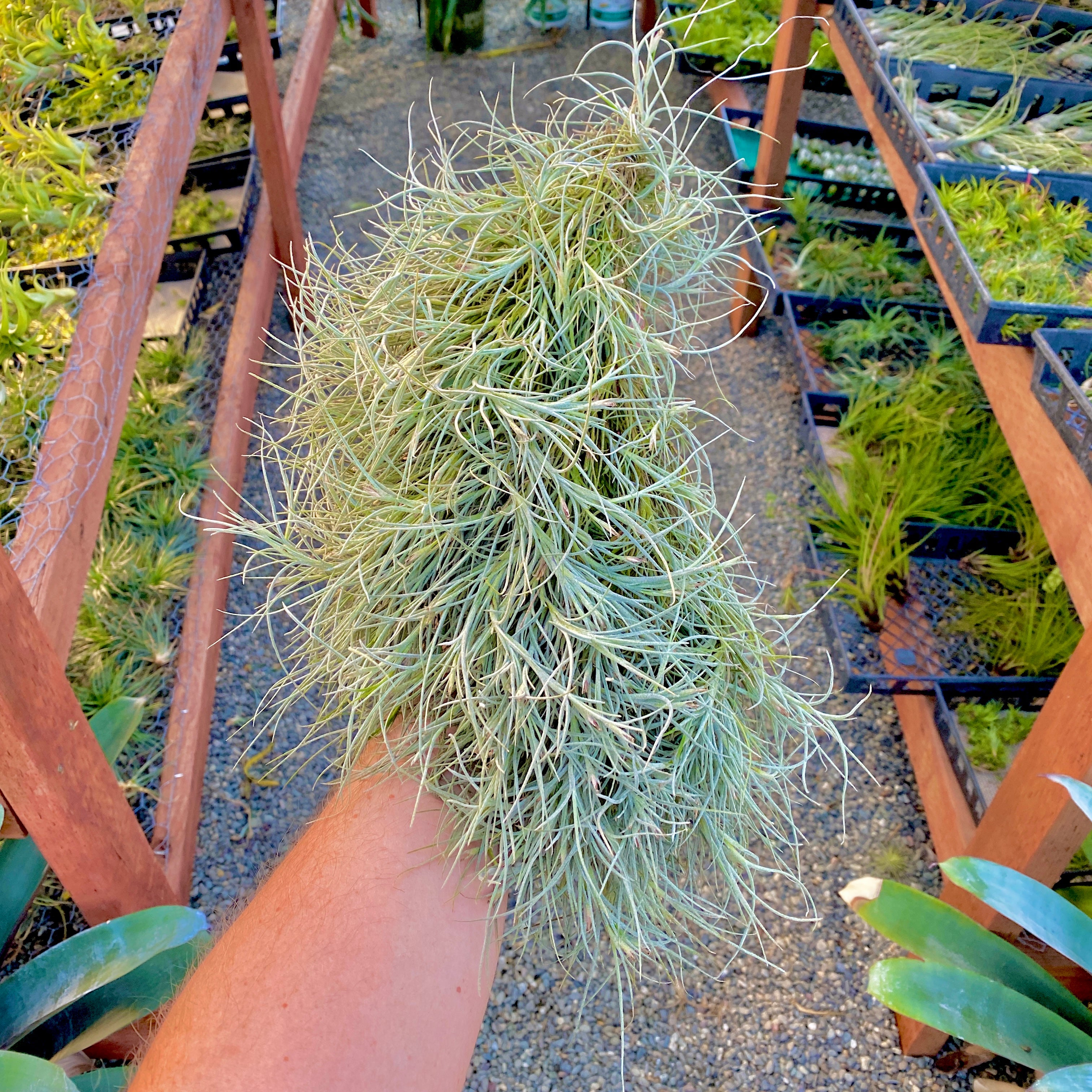 Kimberly (Recurvata X Usneoides) Clump