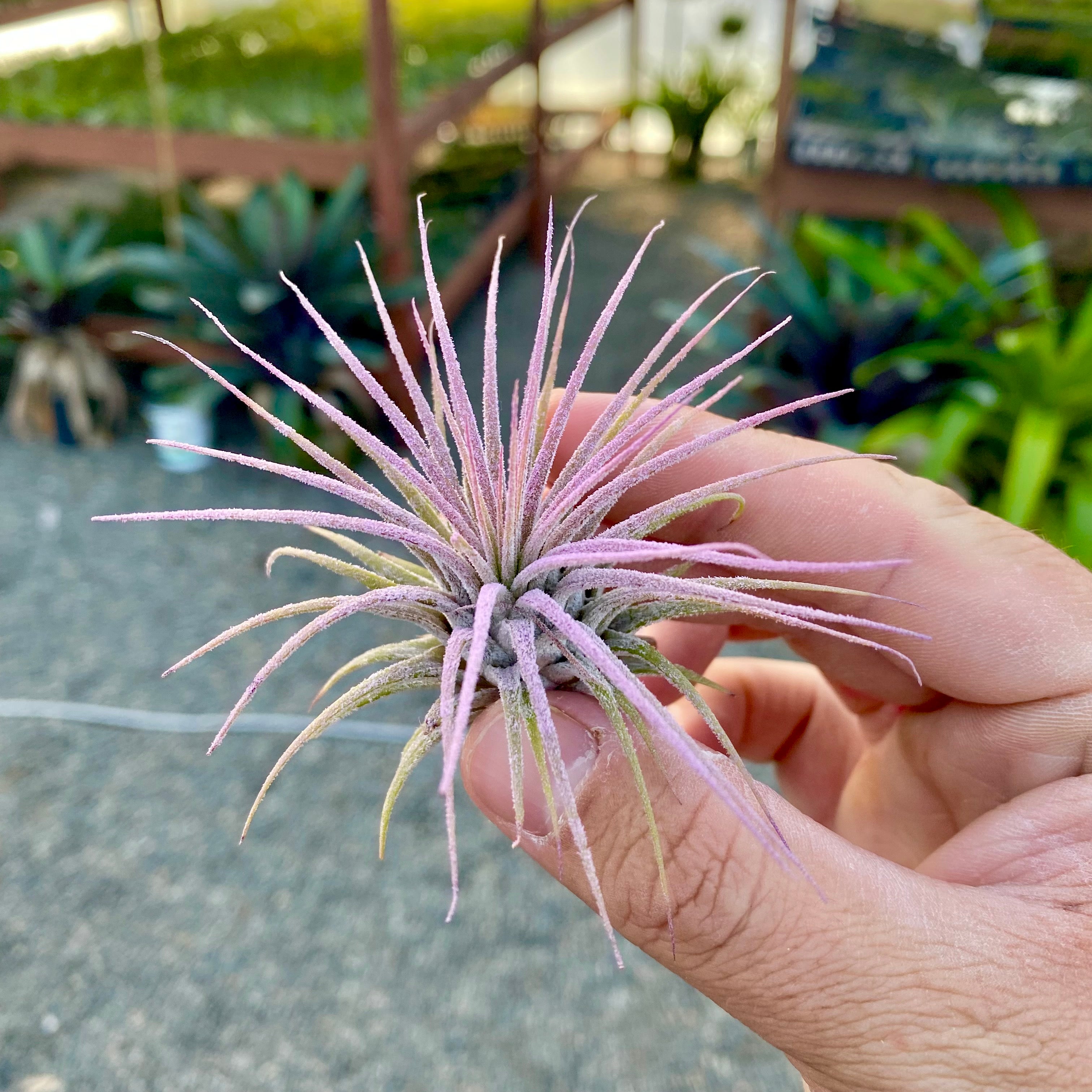 tillandsia ionantha lavender air plant