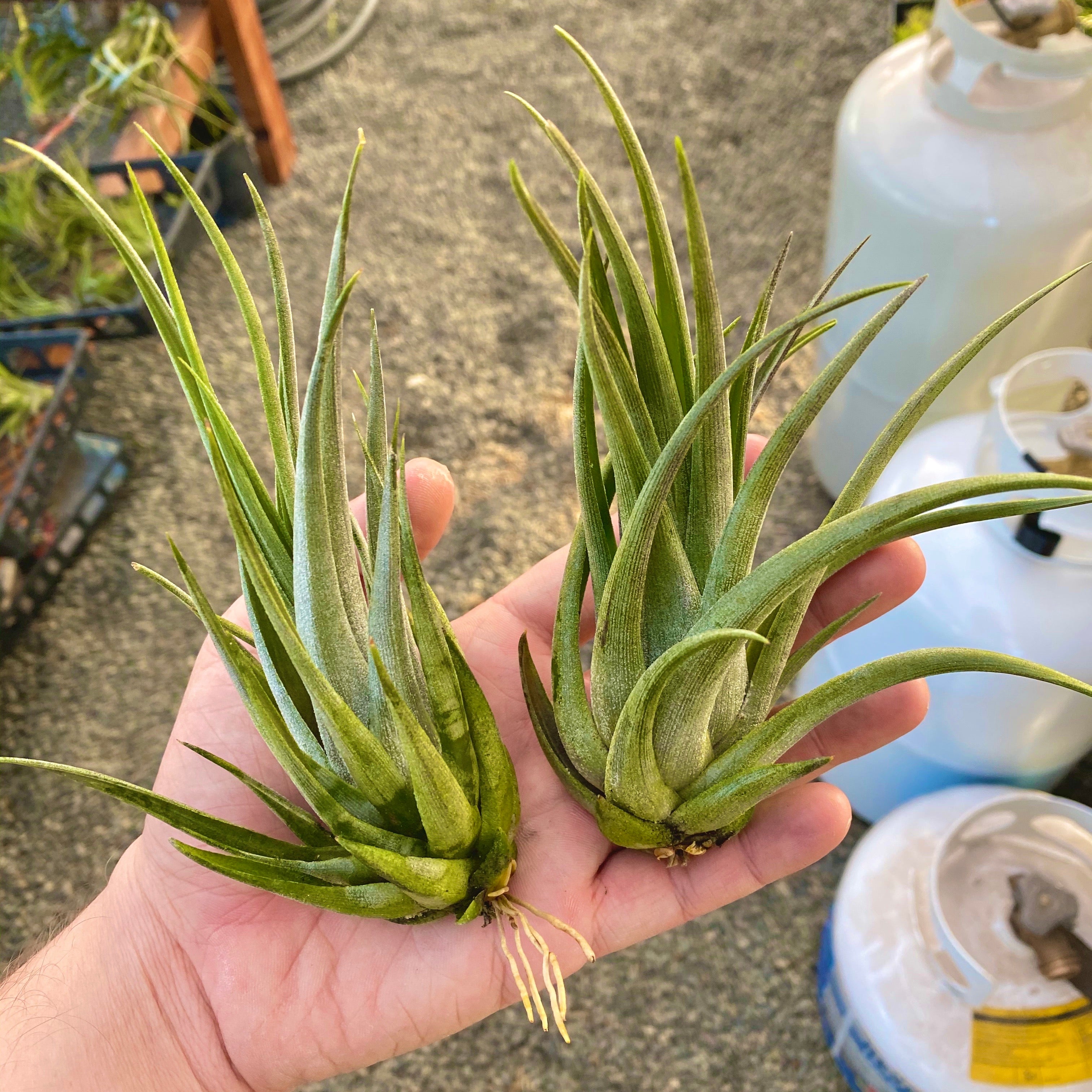 Tillandsia Weberi Rare Spiky Hard Leaf Air Plant