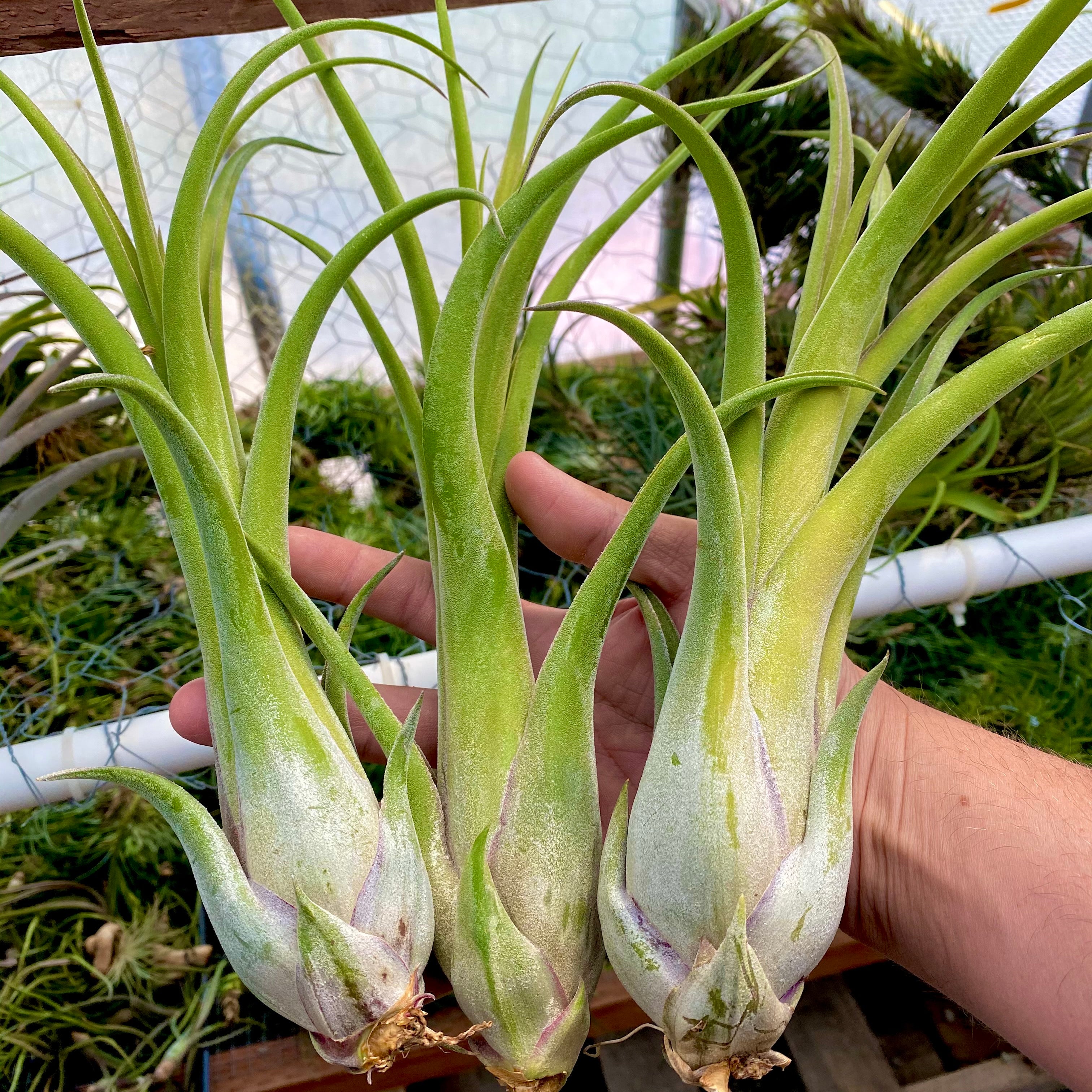 tillandsia long john rare hybrid air plant premium