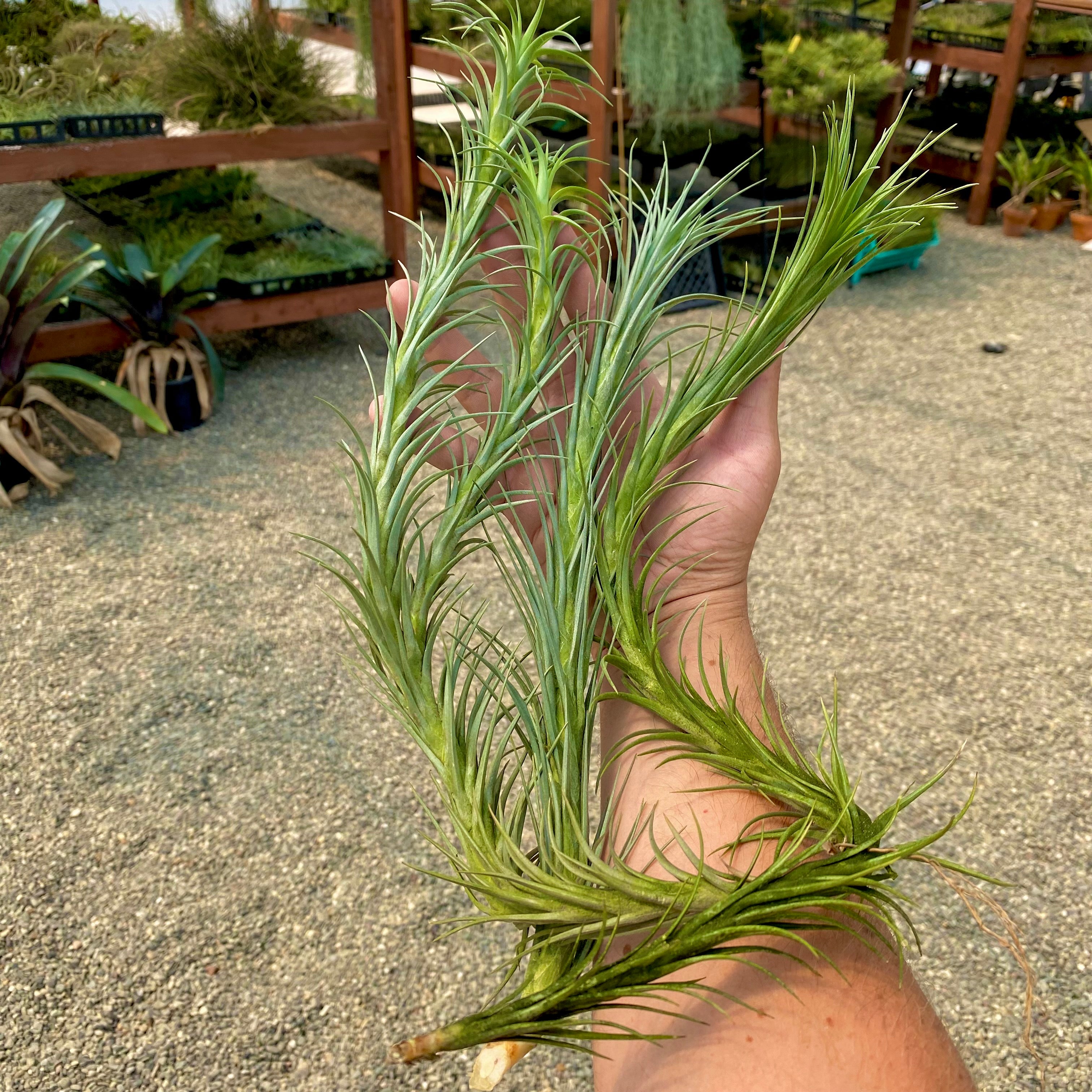 Extra Large Tillandsia Araujei Air Plant Group Of Four