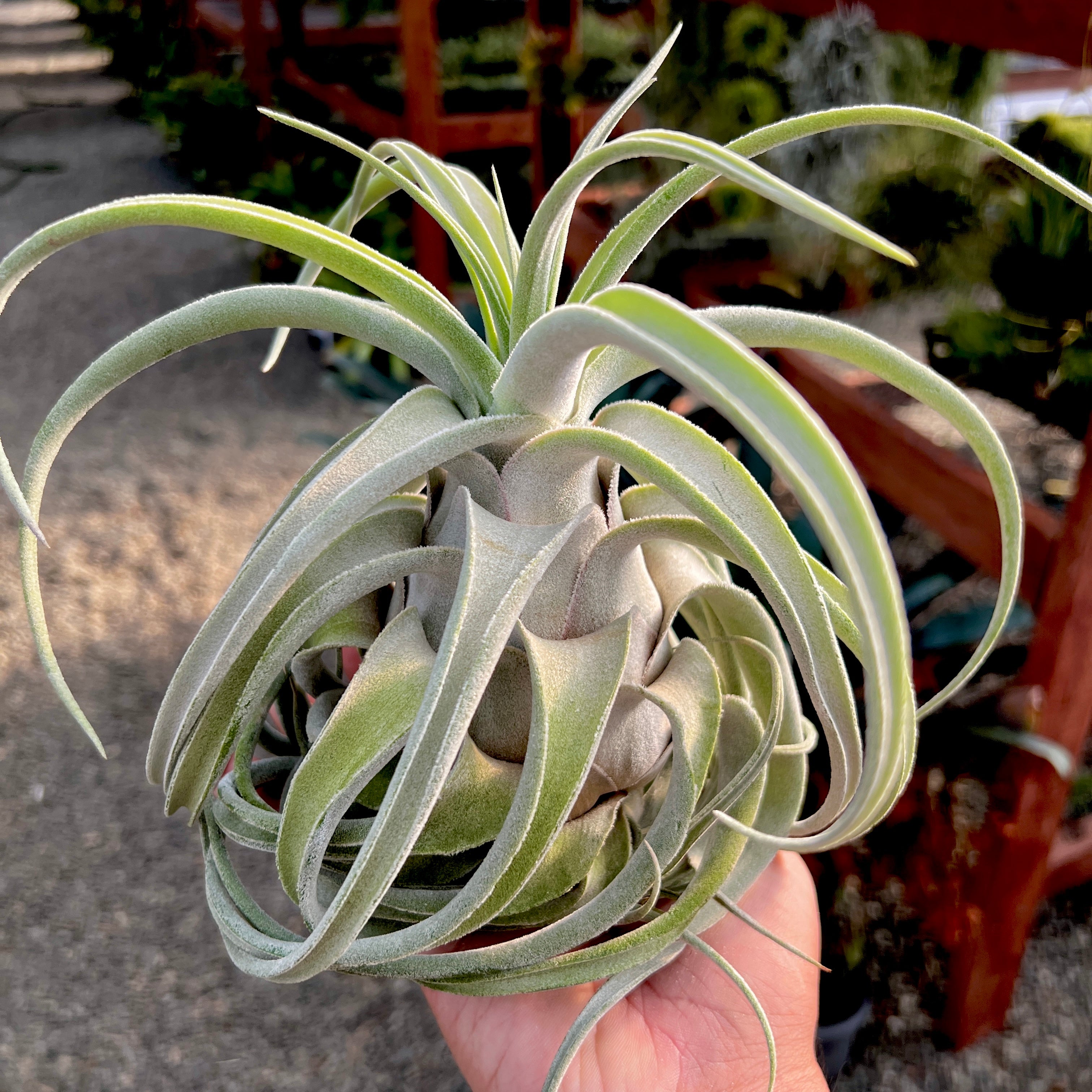 Lucille Air Plant Rare Tillandsia Large XL for sale Ehlersiana Hybrid