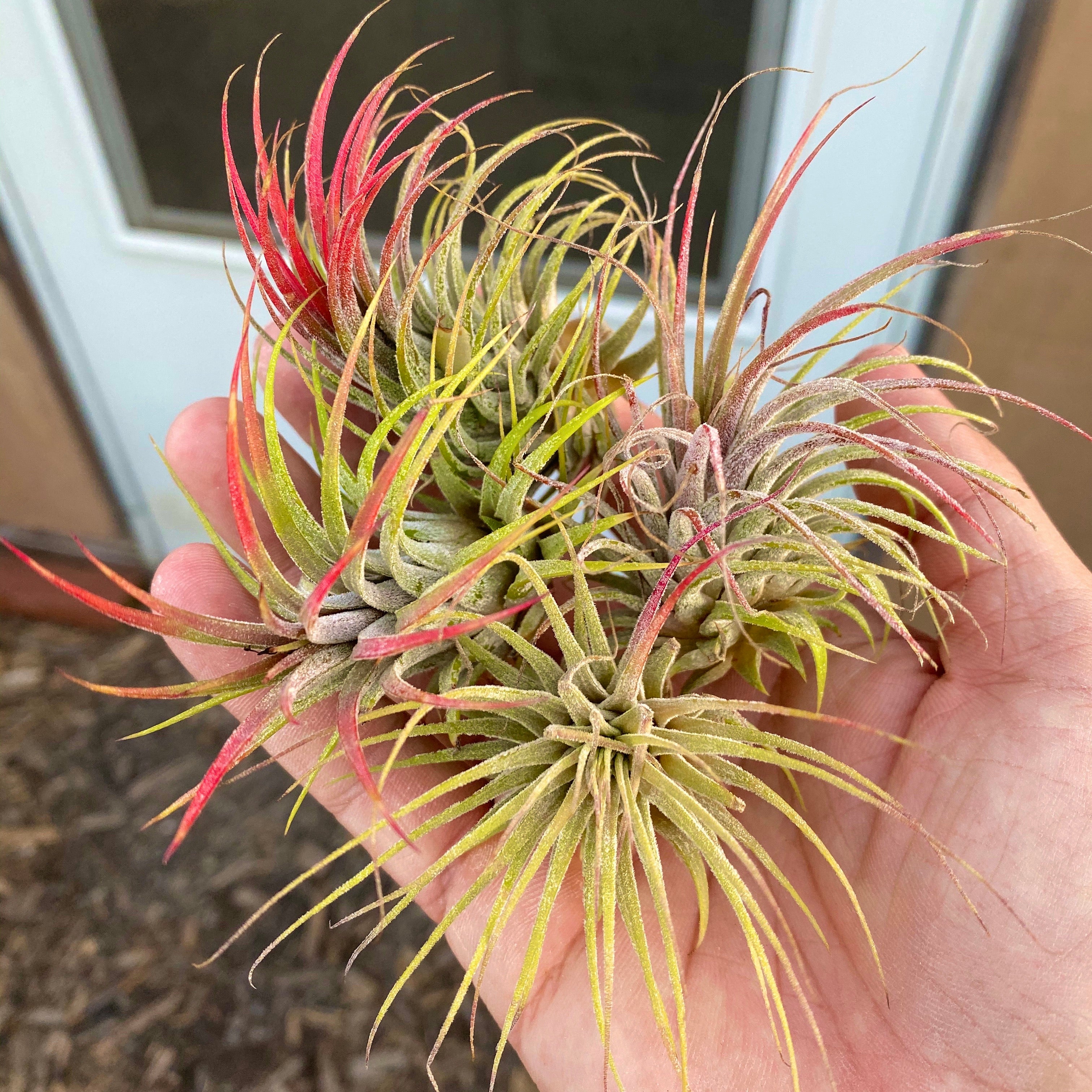 B Quality Ionantha Variety 3 Pack <br> ($0.75 Per Plant)