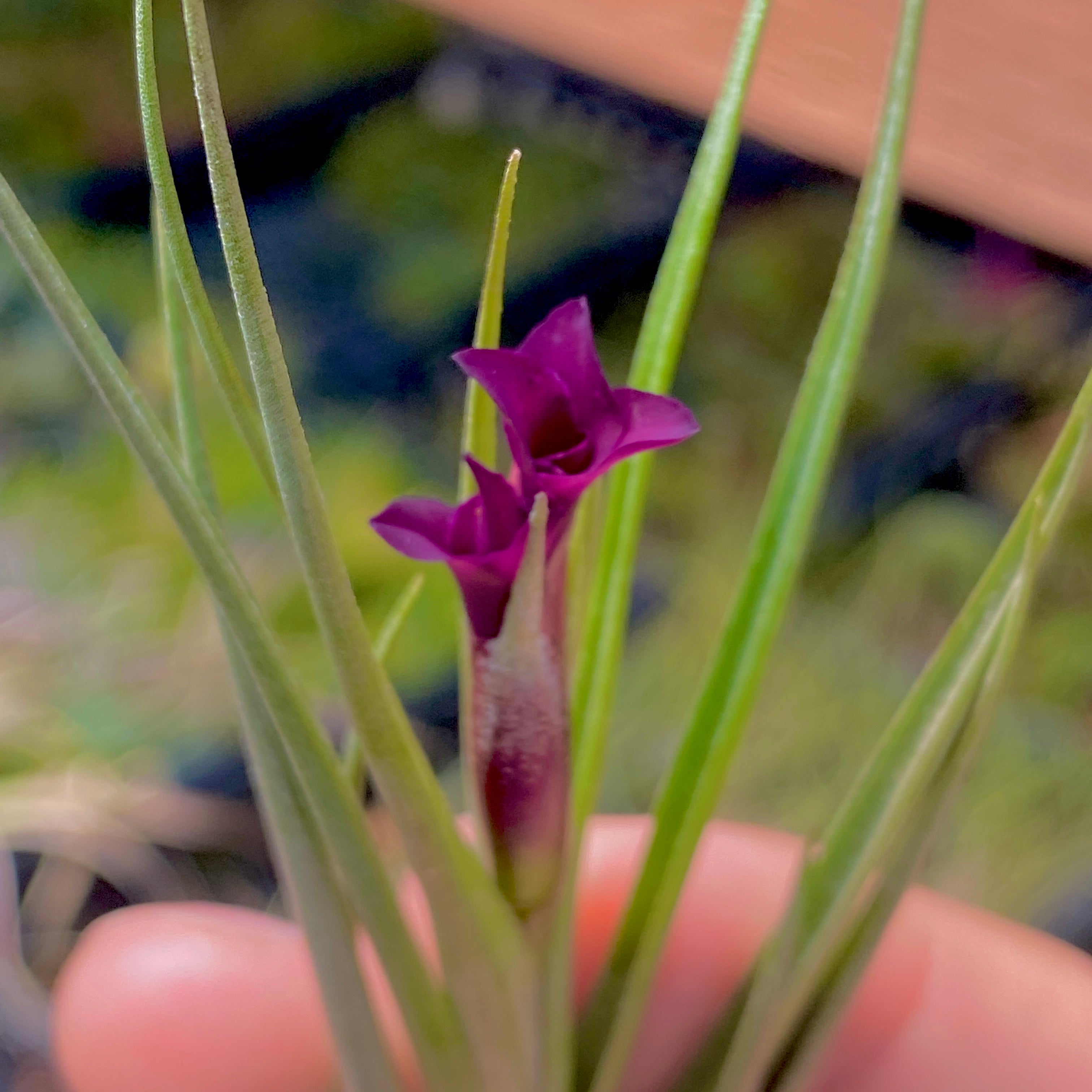 Tillandsia Mystic Burgundy Air Plant Hybrid Purple Flower For Sale