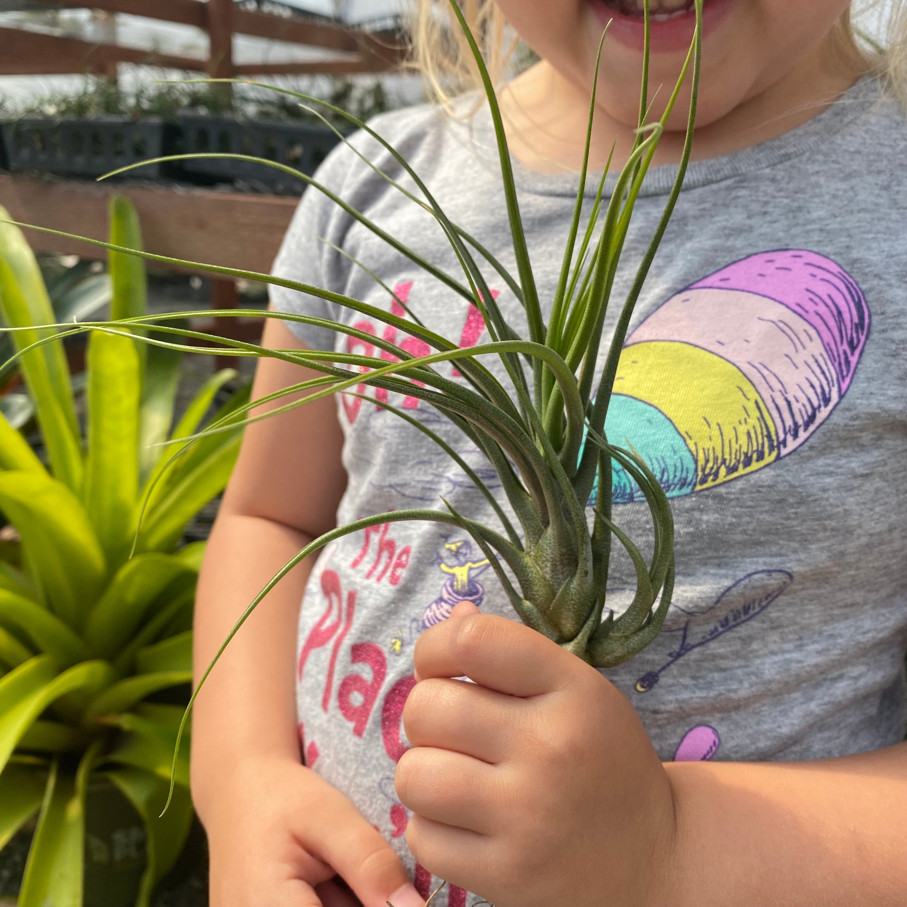 Tillandsia Butzii x Pruinosa Air Plant Rare Hybrid