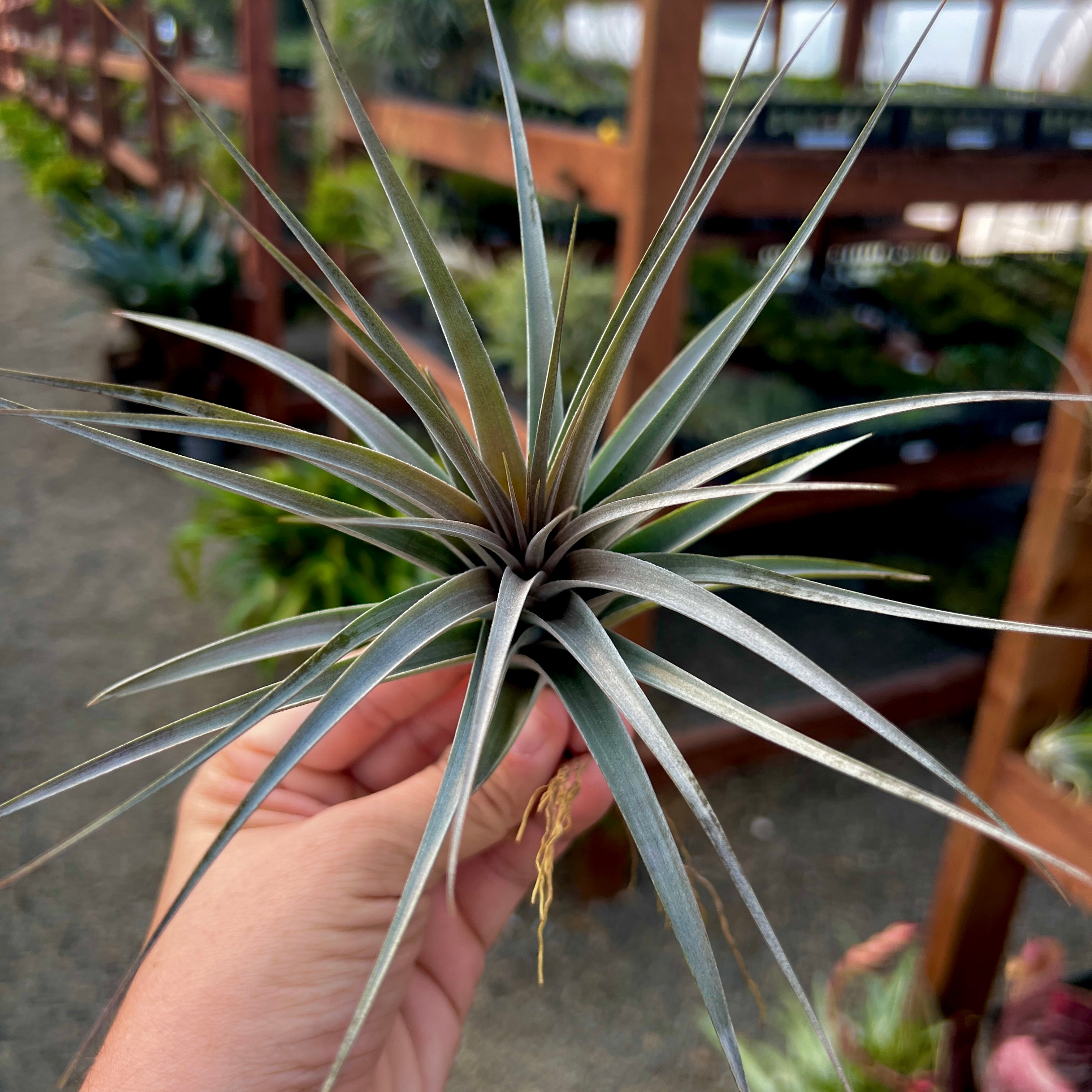 Tillandsia vernicosa purple air plant red bloom office plant air purifying