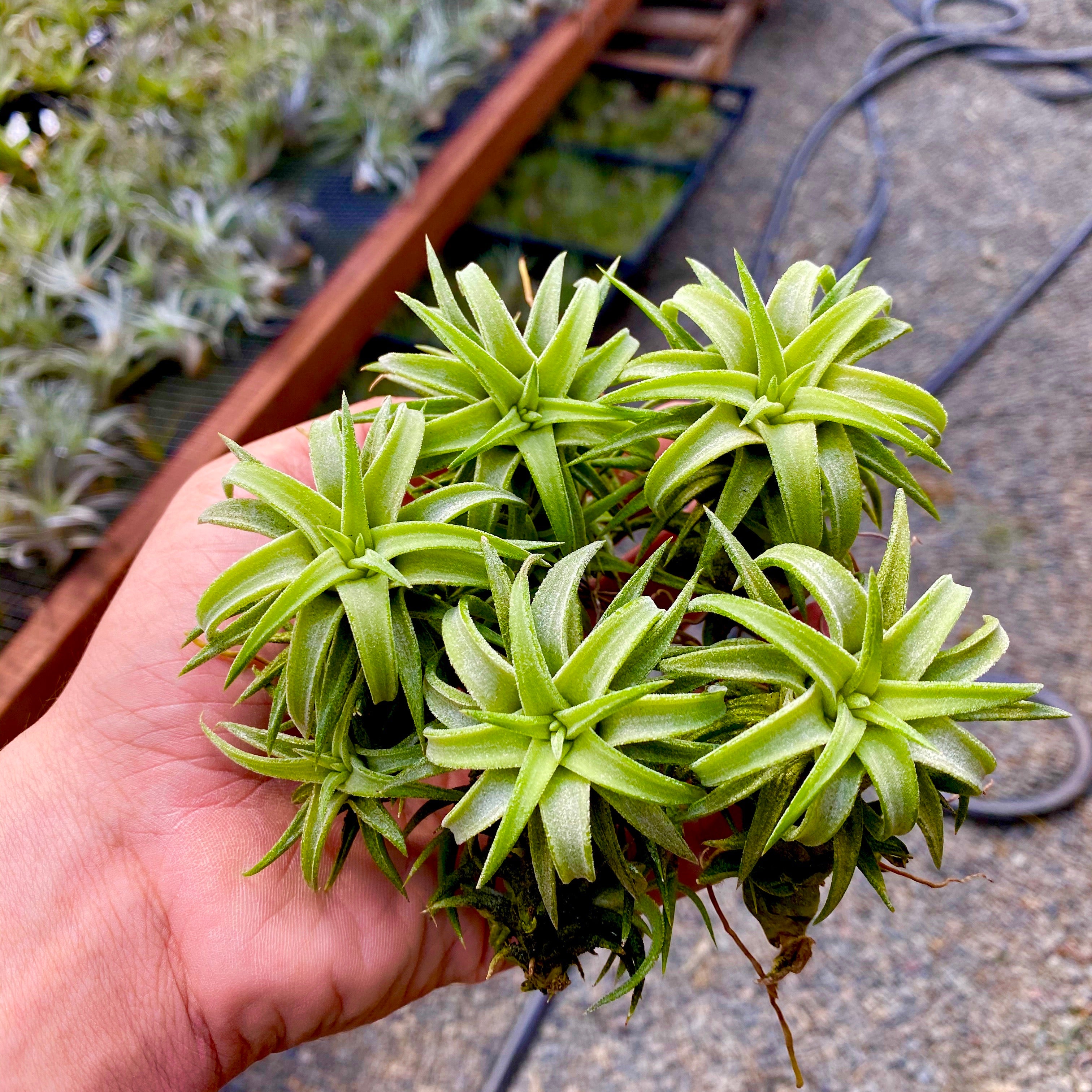 Ionantha Vanhyningii Jumbo