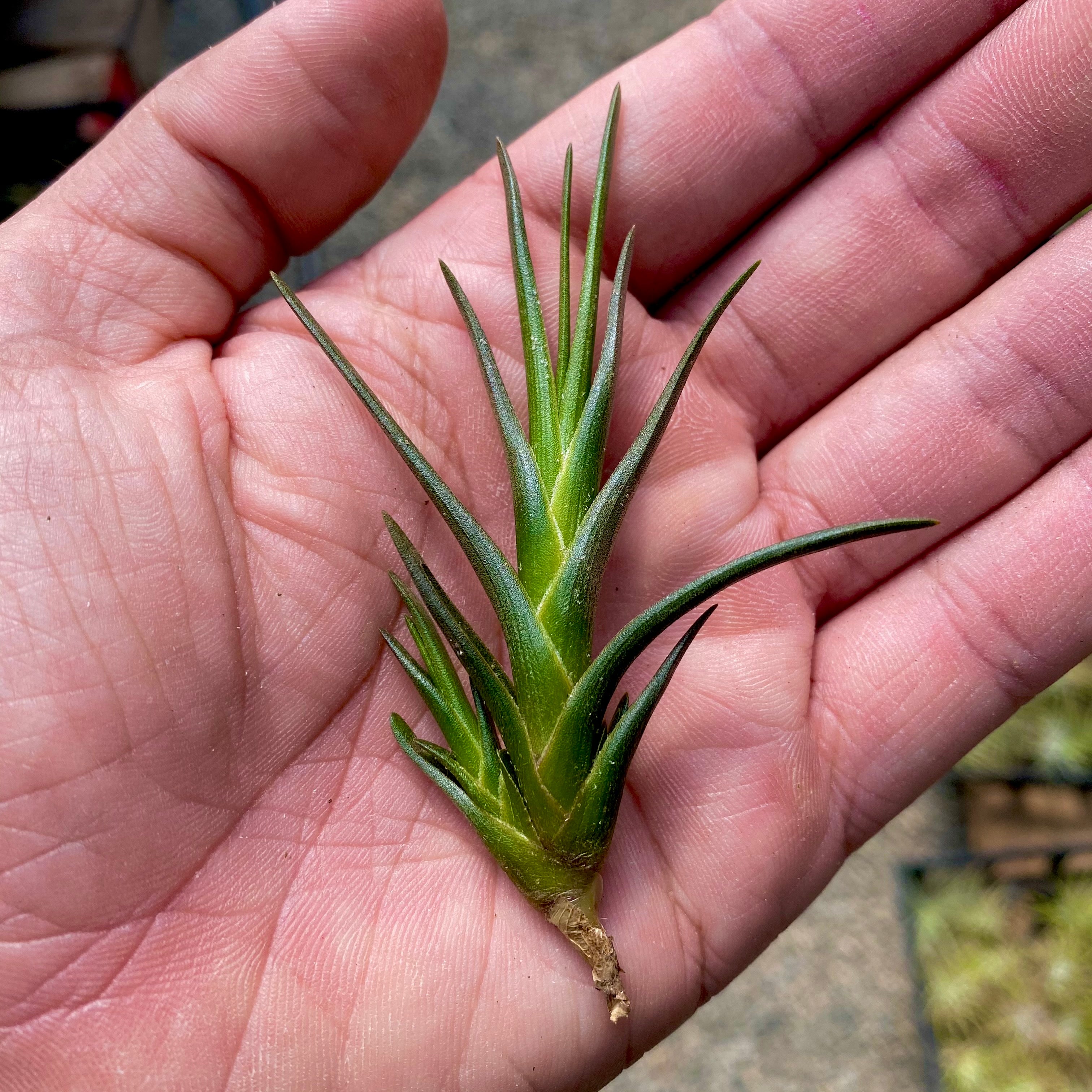 tillandsia albertiana air plant for sale