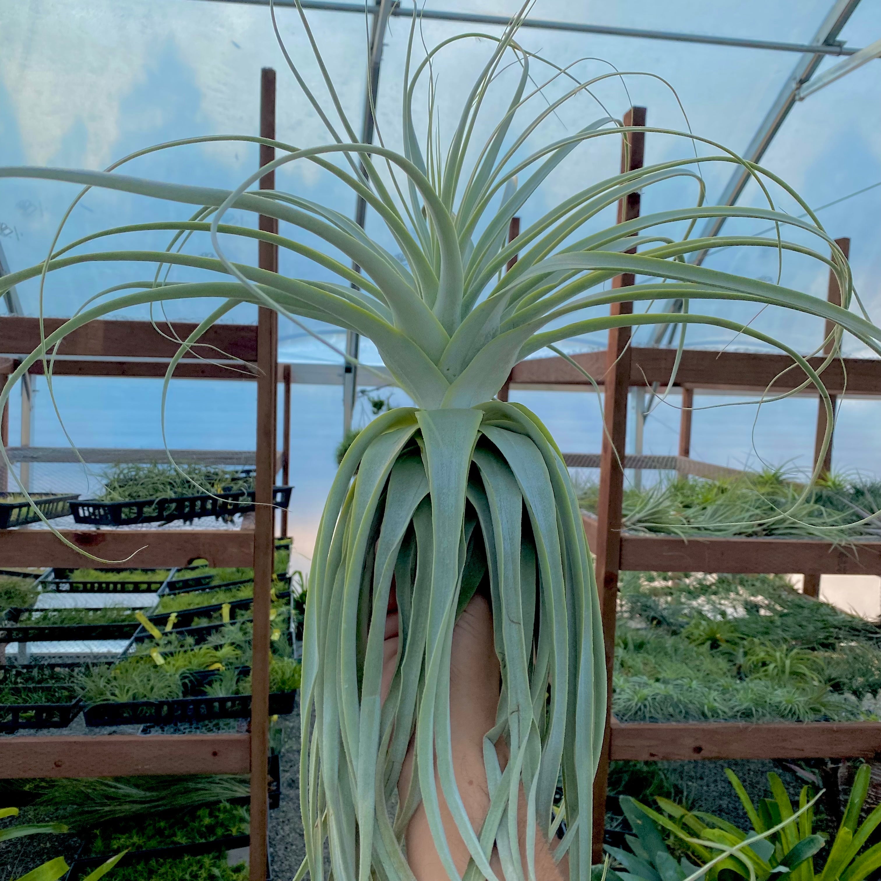 White Wedding Air Plant Tillandsia Floral Bouquet