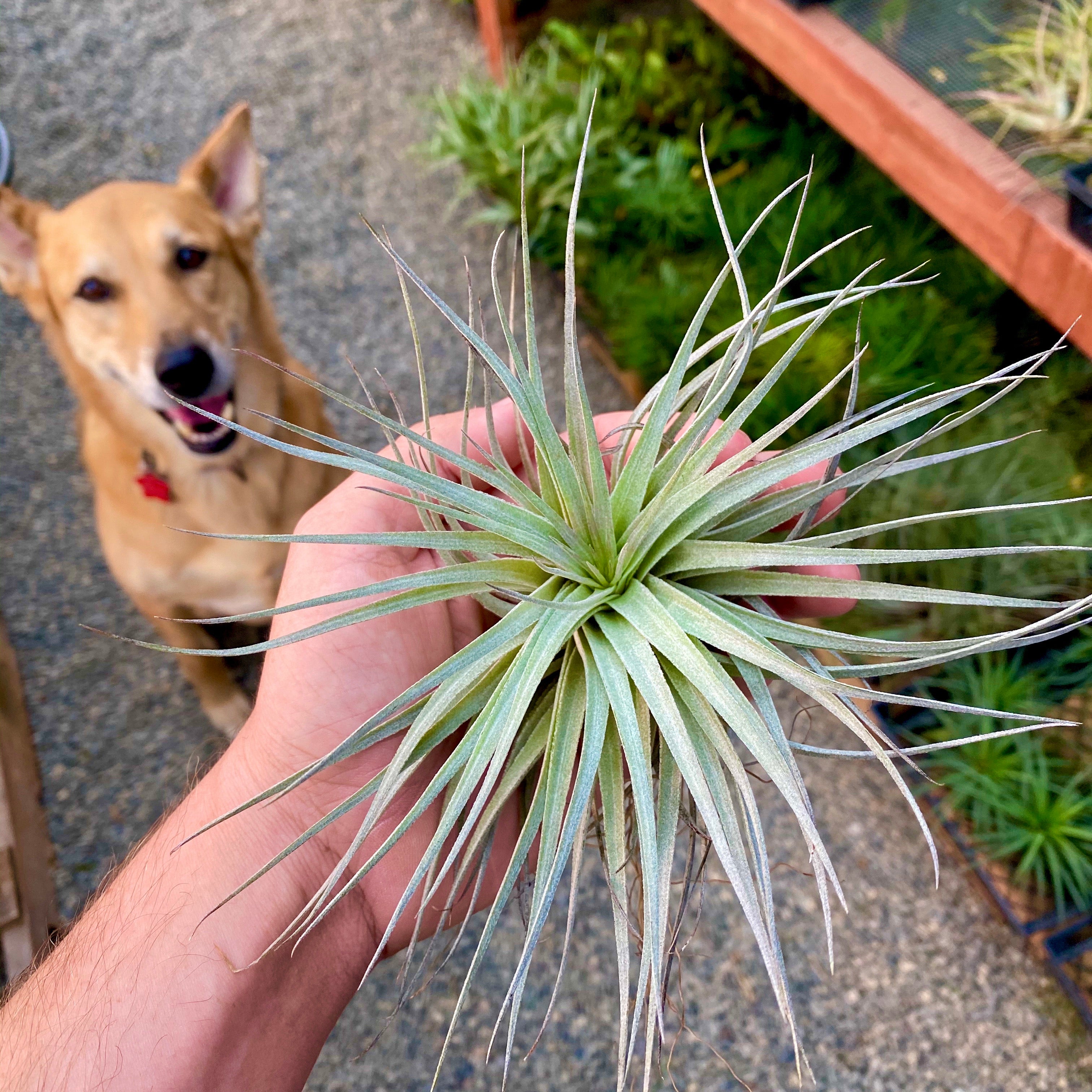 Tillandsia Houston Red Princess Air Plant Wedding Design Bouquet Idea