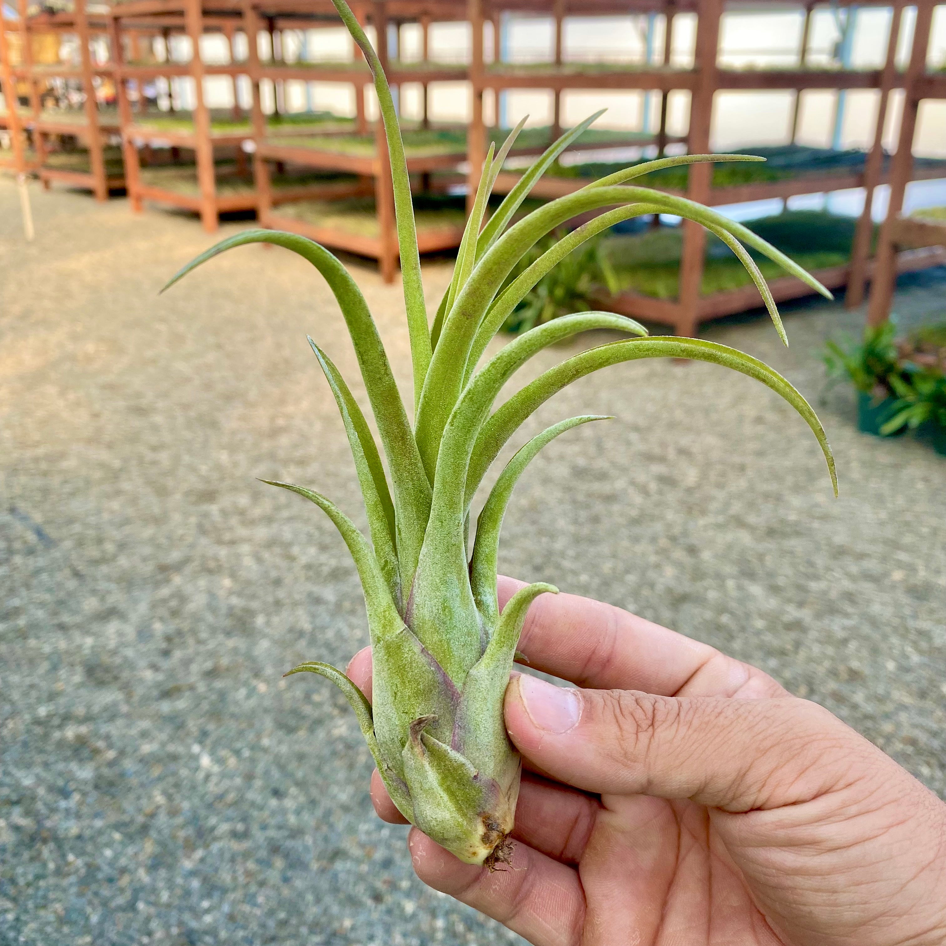 balbisiana air plant Paucifolia X Balbisiana