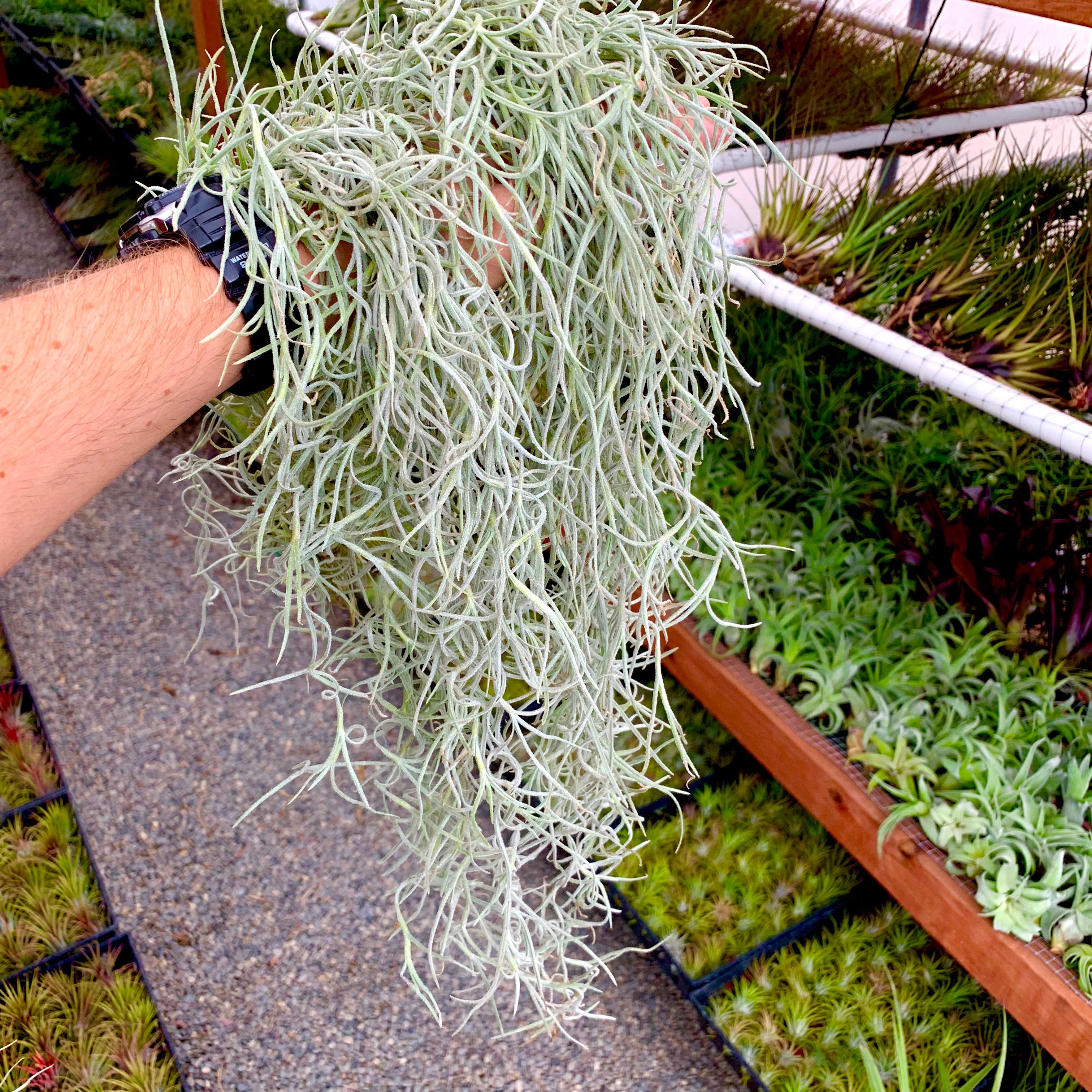 Thick Form Spanish Moss (White) - Air Plant Hub 