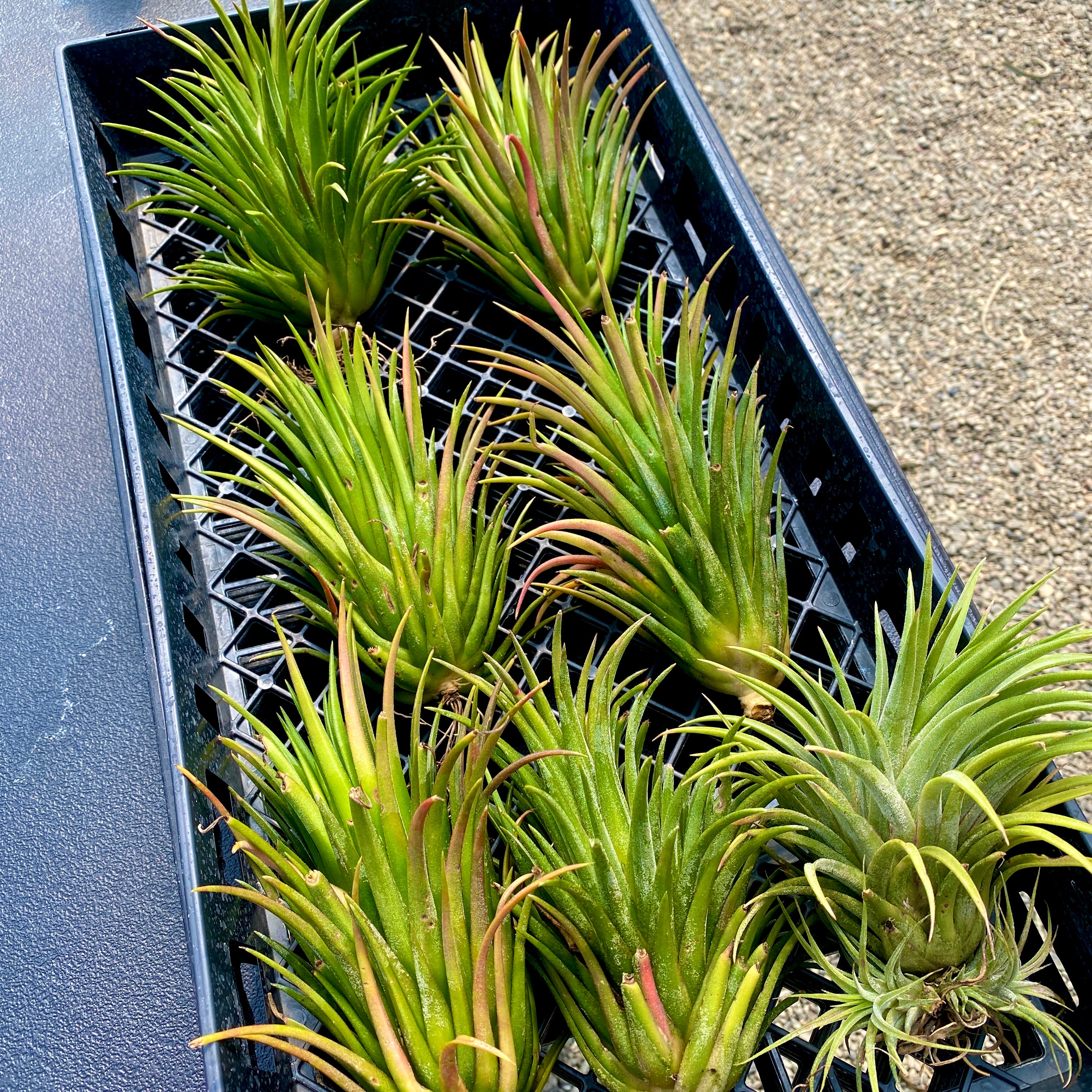 “As is” GIANT Ionantha Varieties