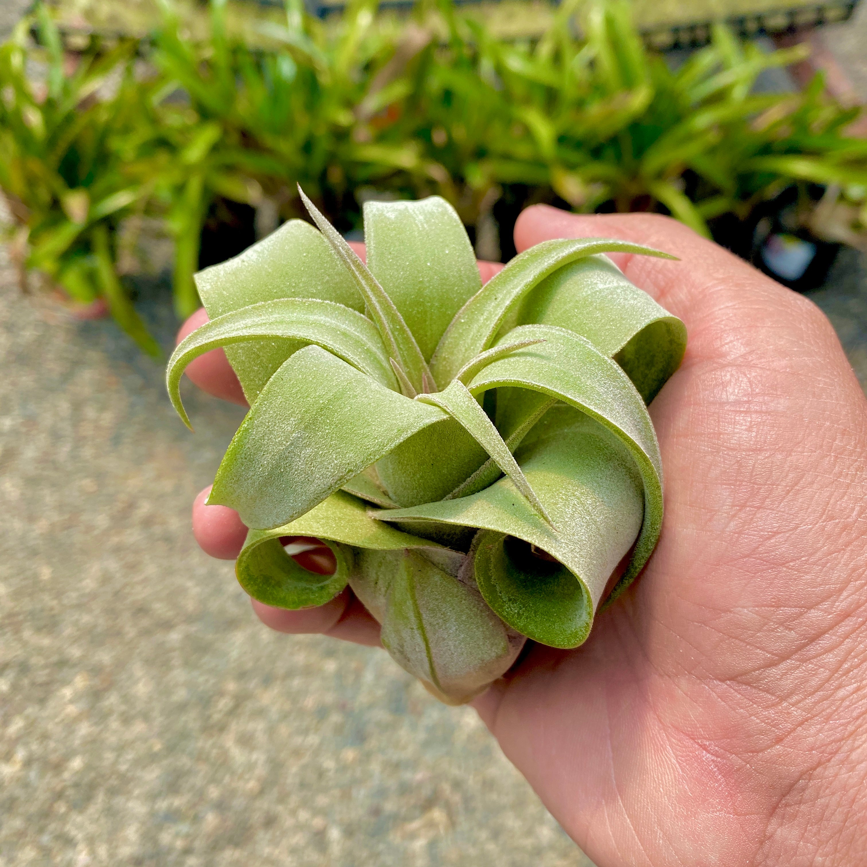 TIllandsia streptophylla curly shirly temple air plant 