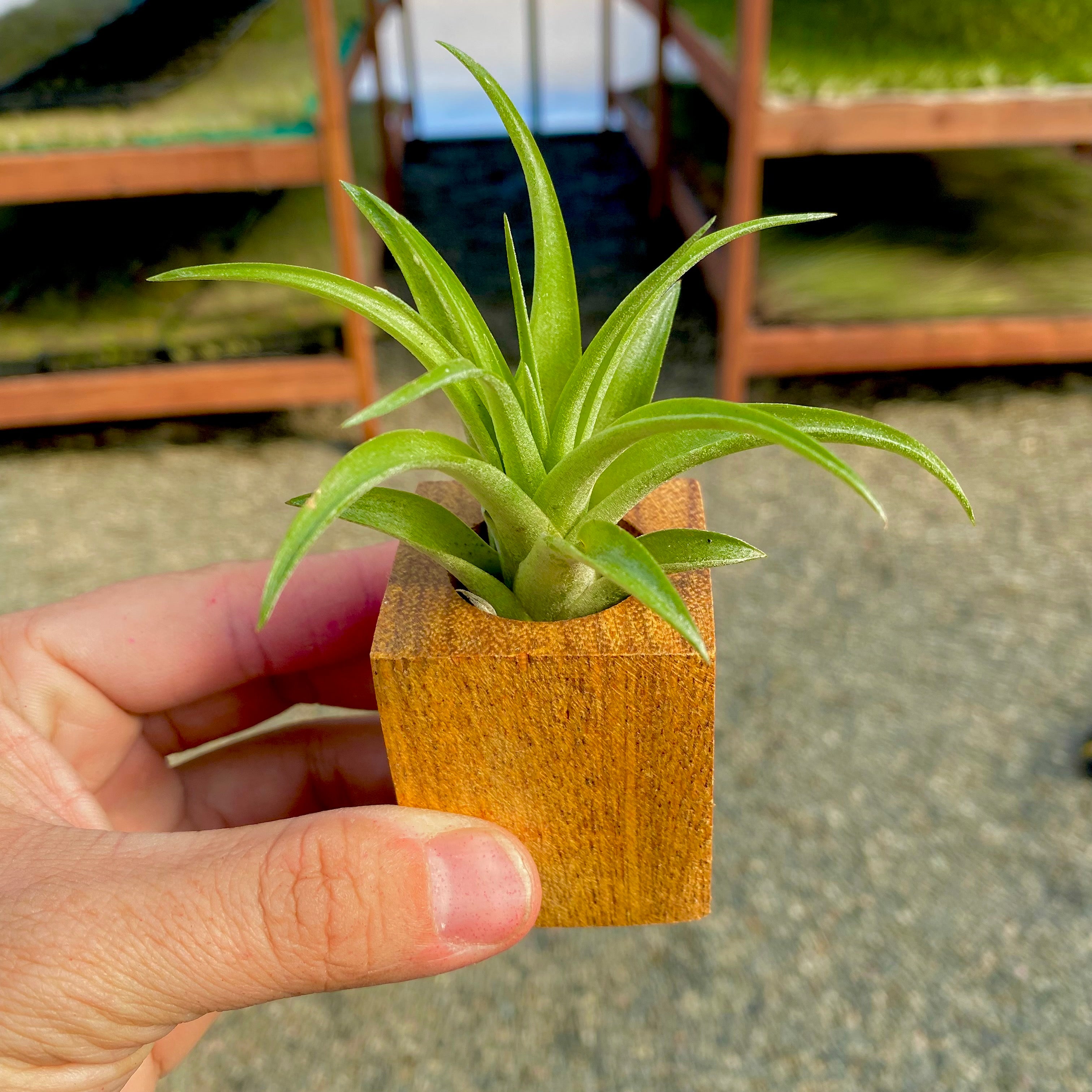 Handcrafted Oak Wood Square Air Plant Holder