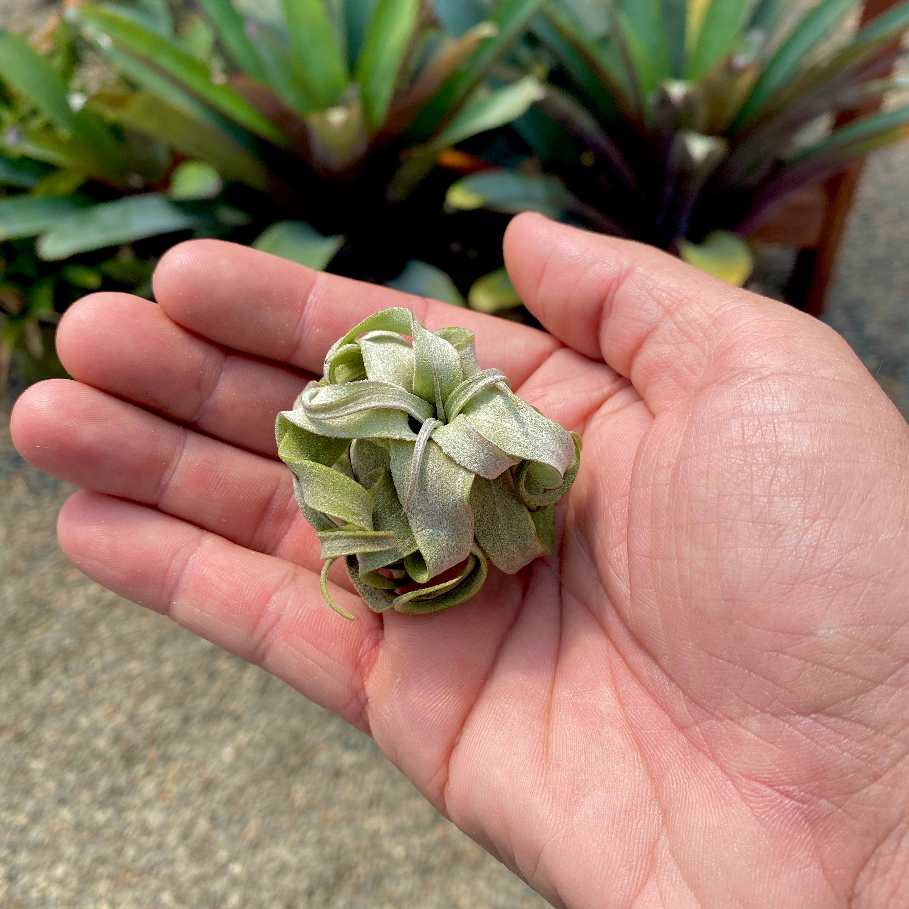 TIllandsia streptophylla curly shirly temple air plant 