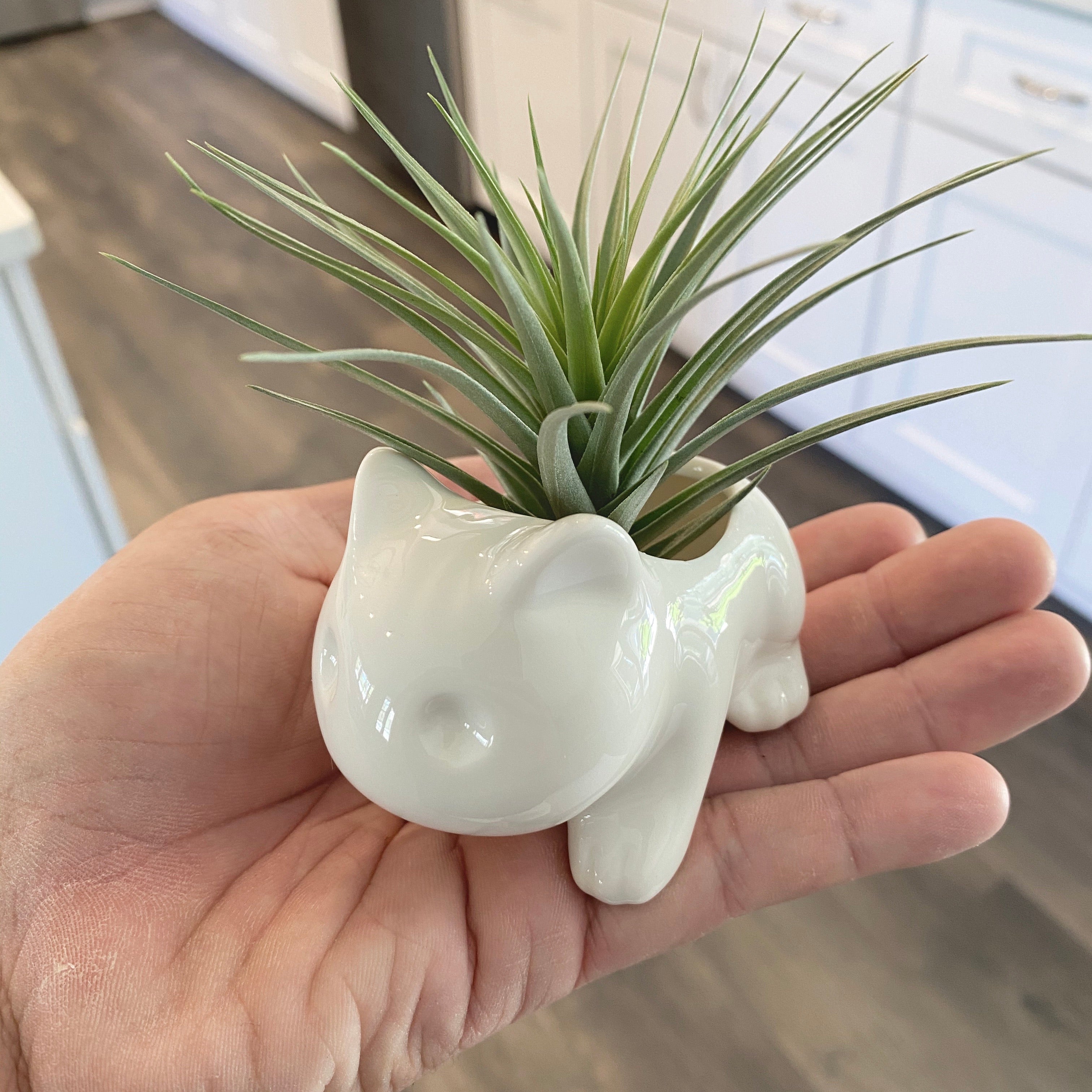 dinosaur air plant holder Bulb Dinosaur / Cat Planter (Includes Drainage Hole For Non Air Plants) Single White + Air Plant