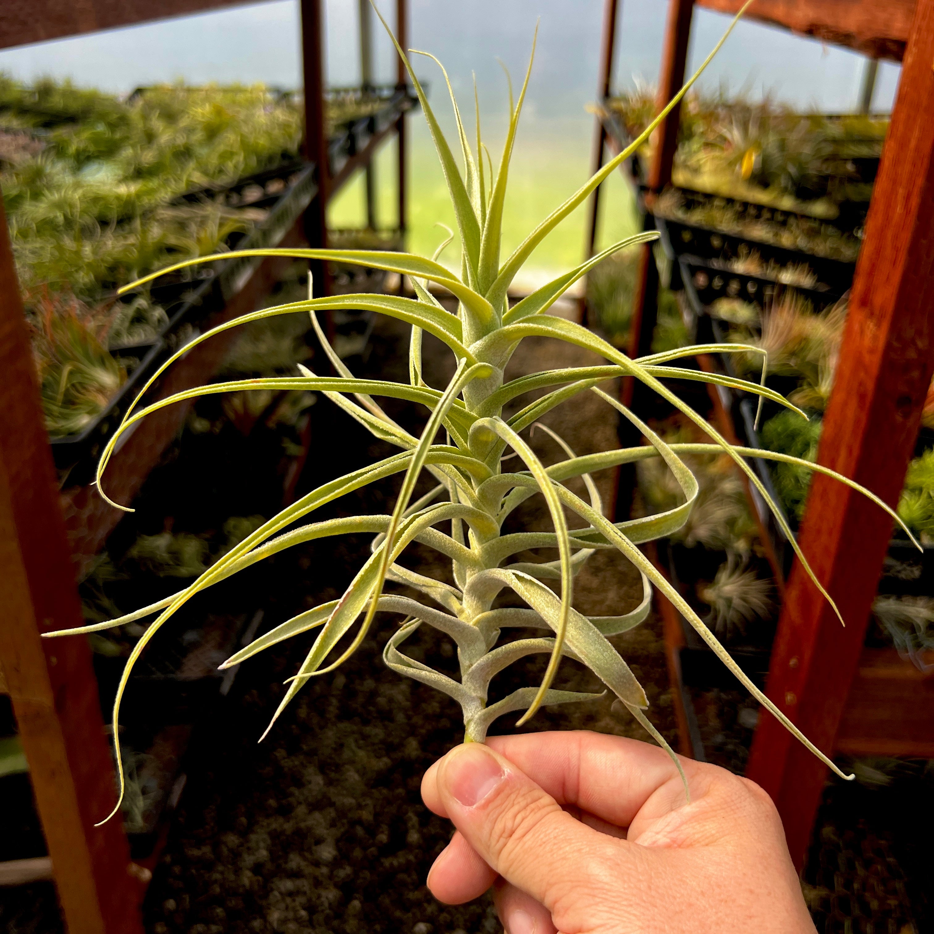 Straminea Tillandsia Stem Form Air Plant Beginner Plant