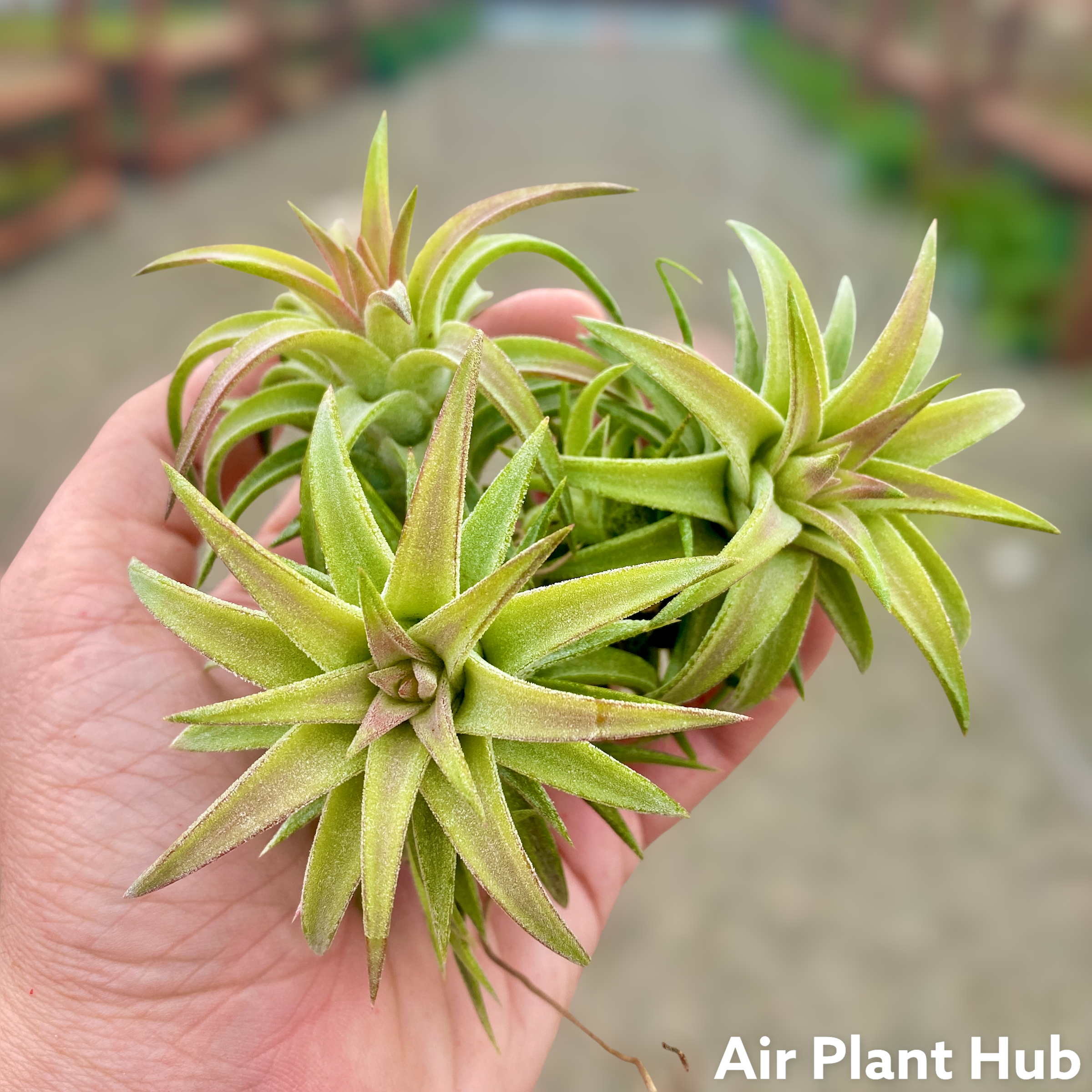 Tillandsia Ionantha Vanhyningii Rare Air Plant Terrarium Friendly