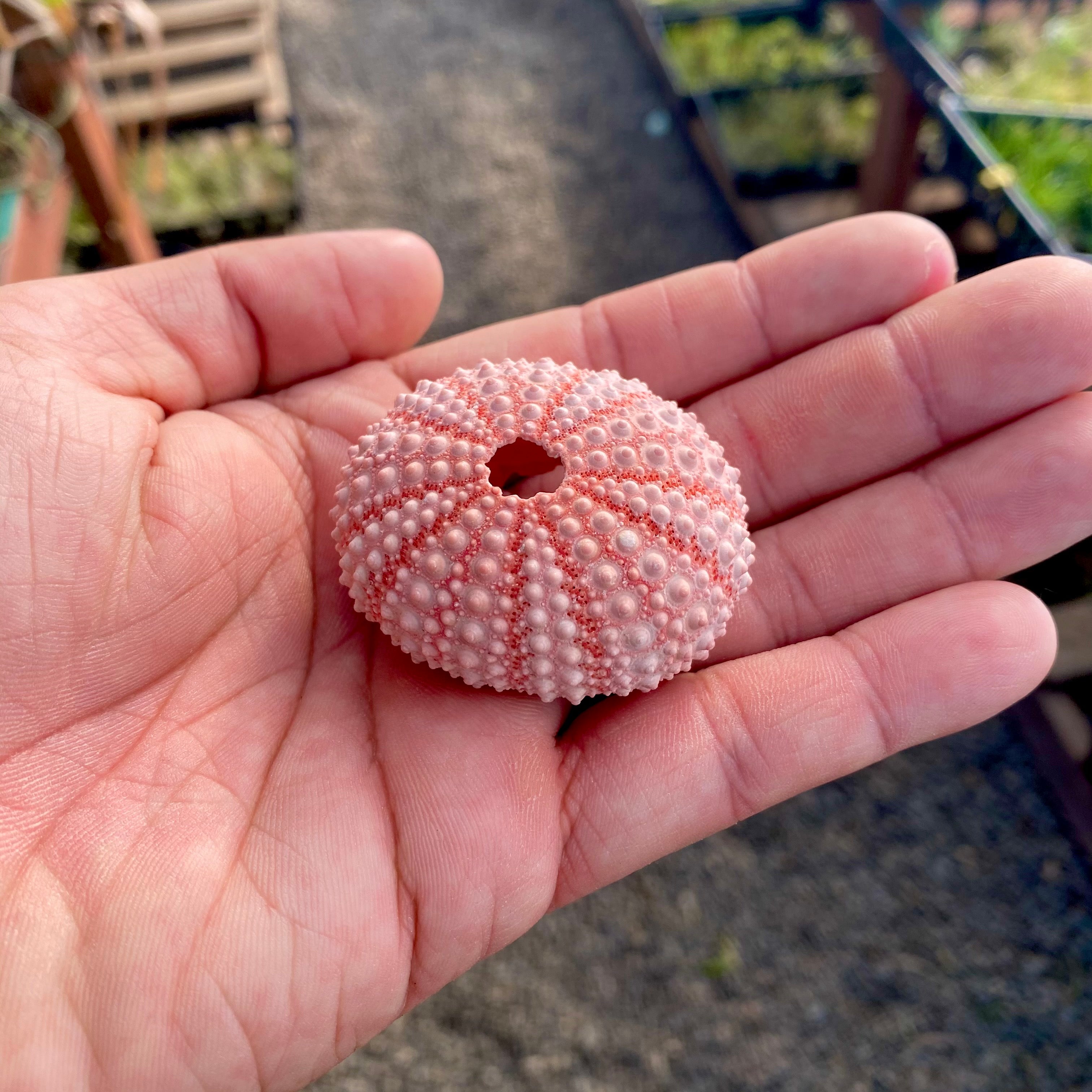 Pink/White Sea Urchin Shell <br> (Buy 3 and Save)