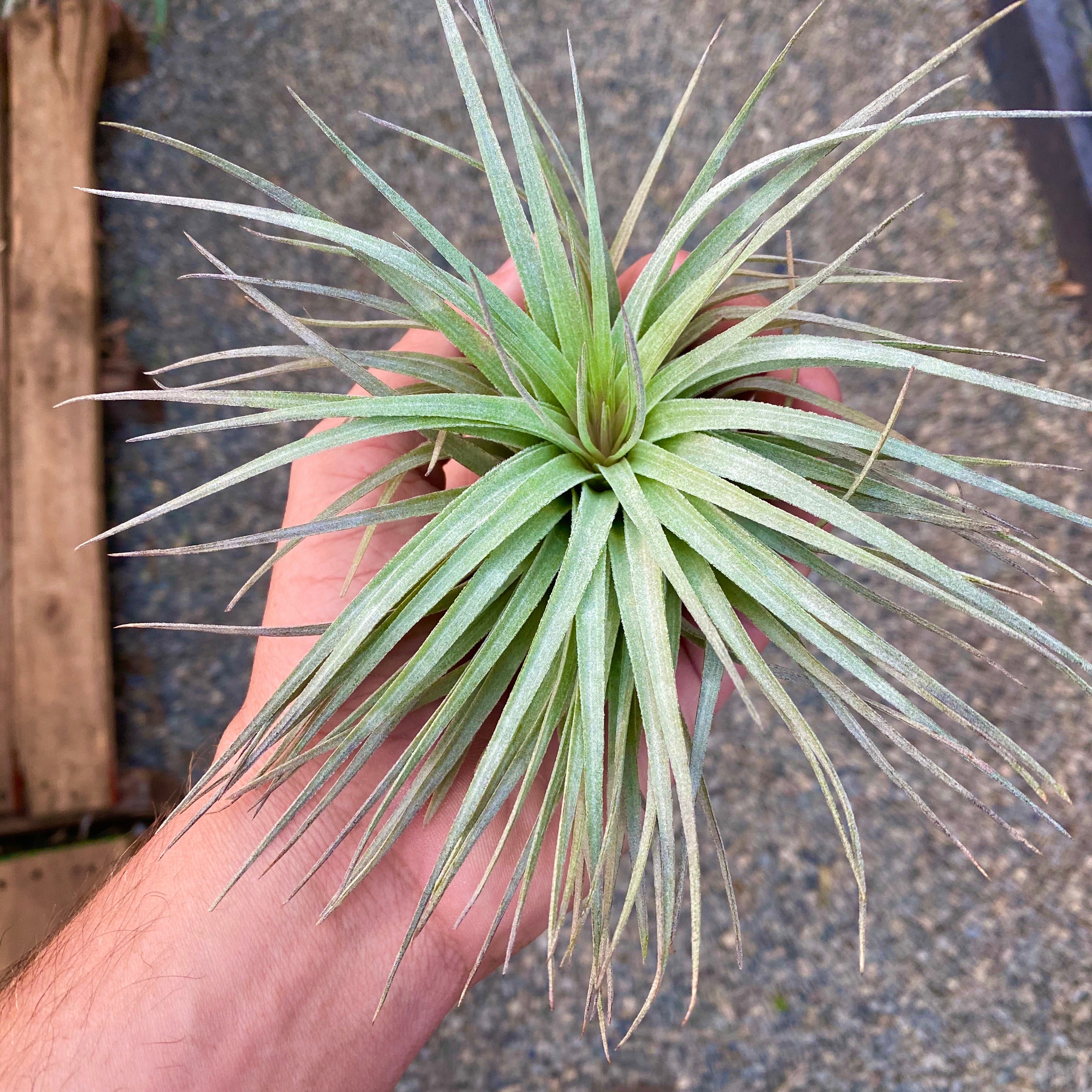 houston dark pink air plant Houston Red Princess