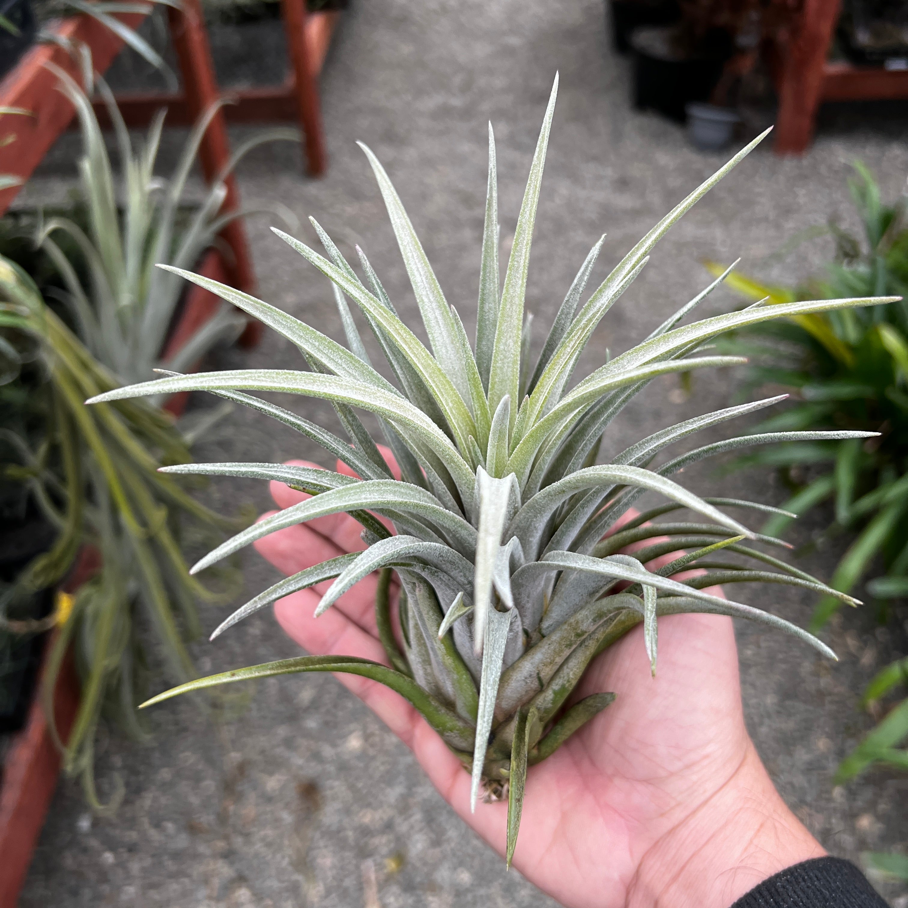 Chiapensis x Mitlaensis <br> (RARE Large Hybrid)