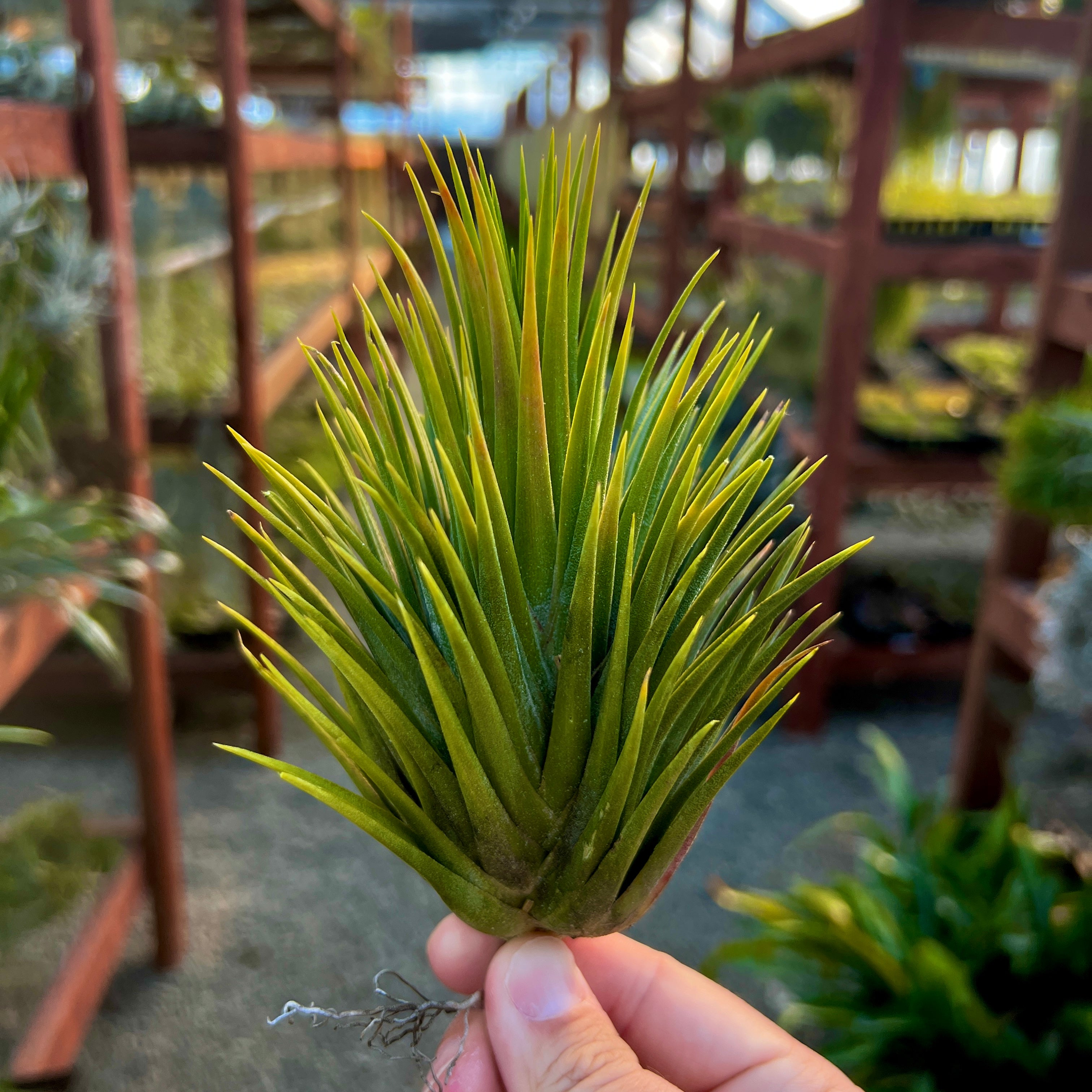 Tillandsia Ionantha Hand Grenade Air Plant Rare