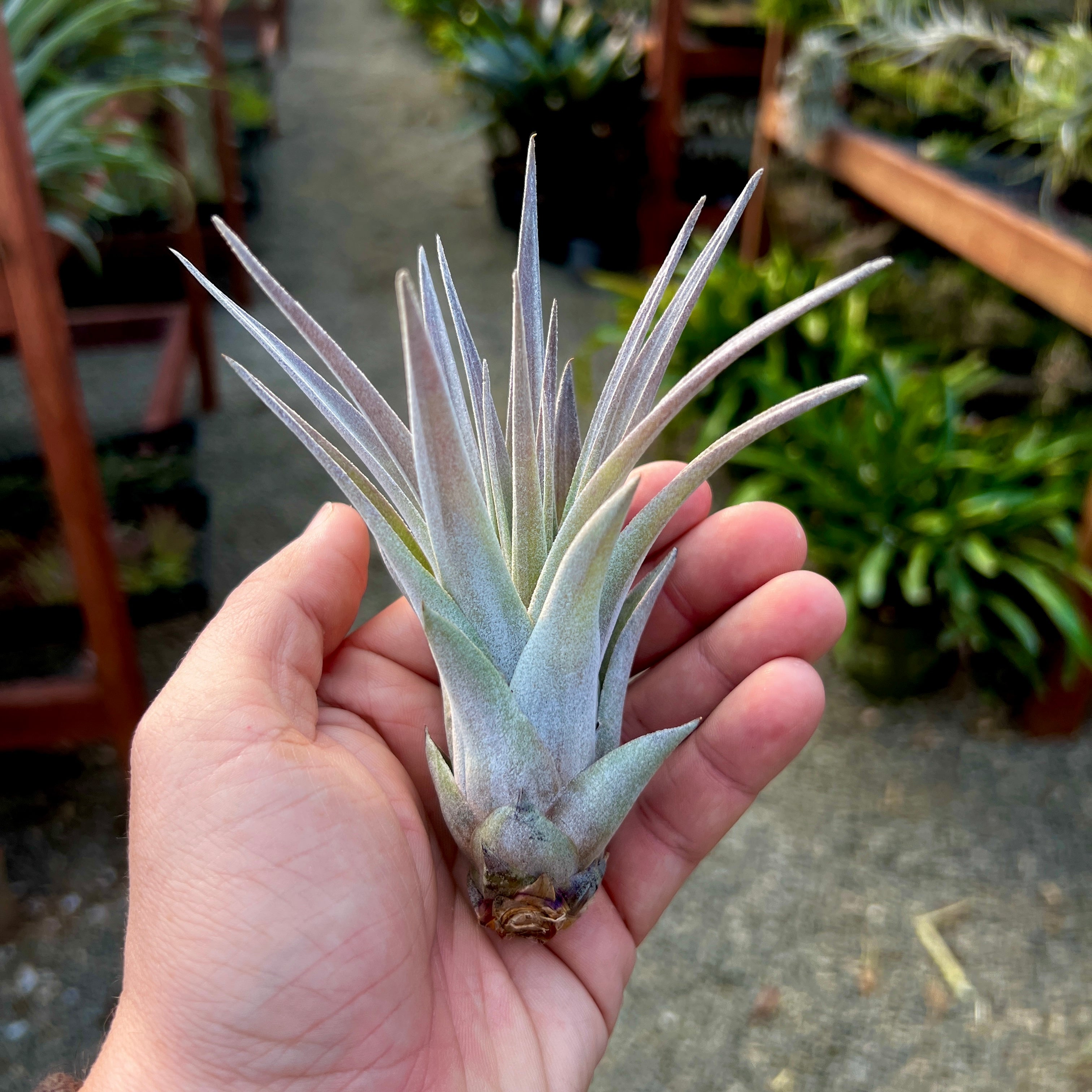 Tillandsia Hybrid Capitata Peach x Zacapanensis Rare Air Plant