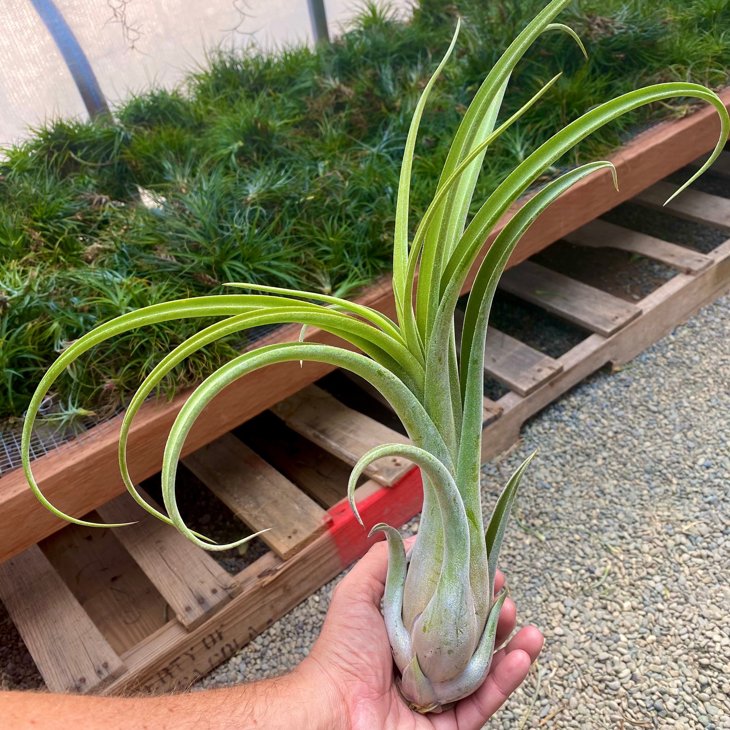 tillandsia long john rare hybrid air plant premium