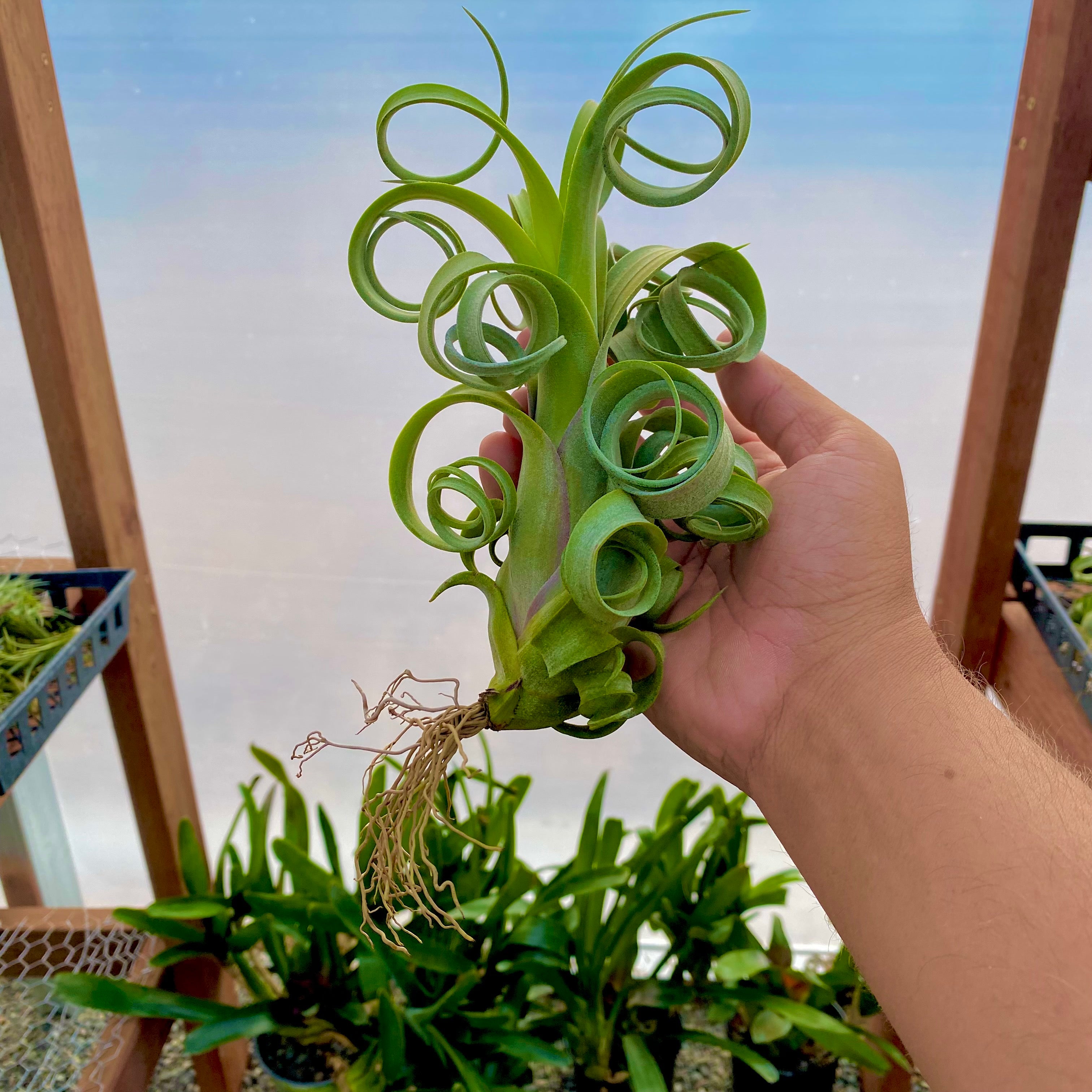 Curly Slim (Intermedia x Streptophylla)