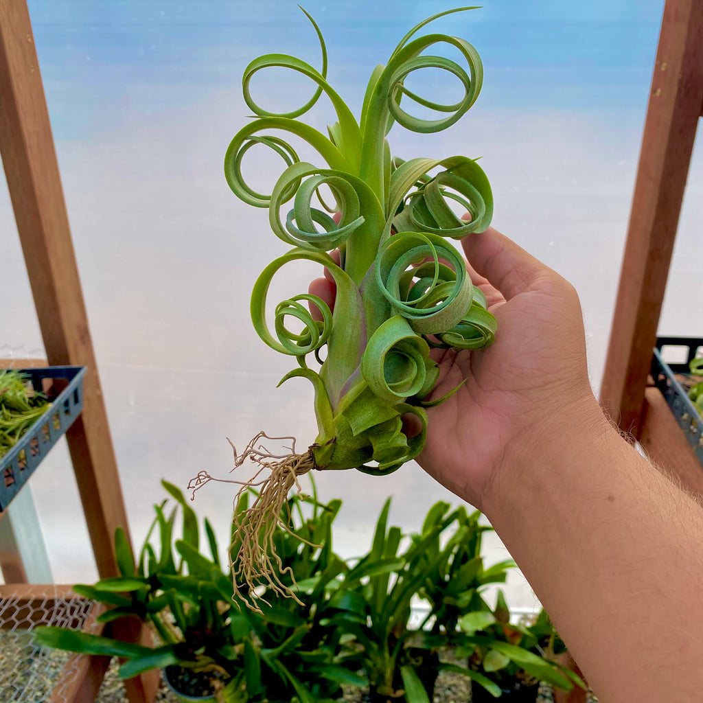 Curly Slim (Intermedia x Streptophylla) | Air Plant Hub