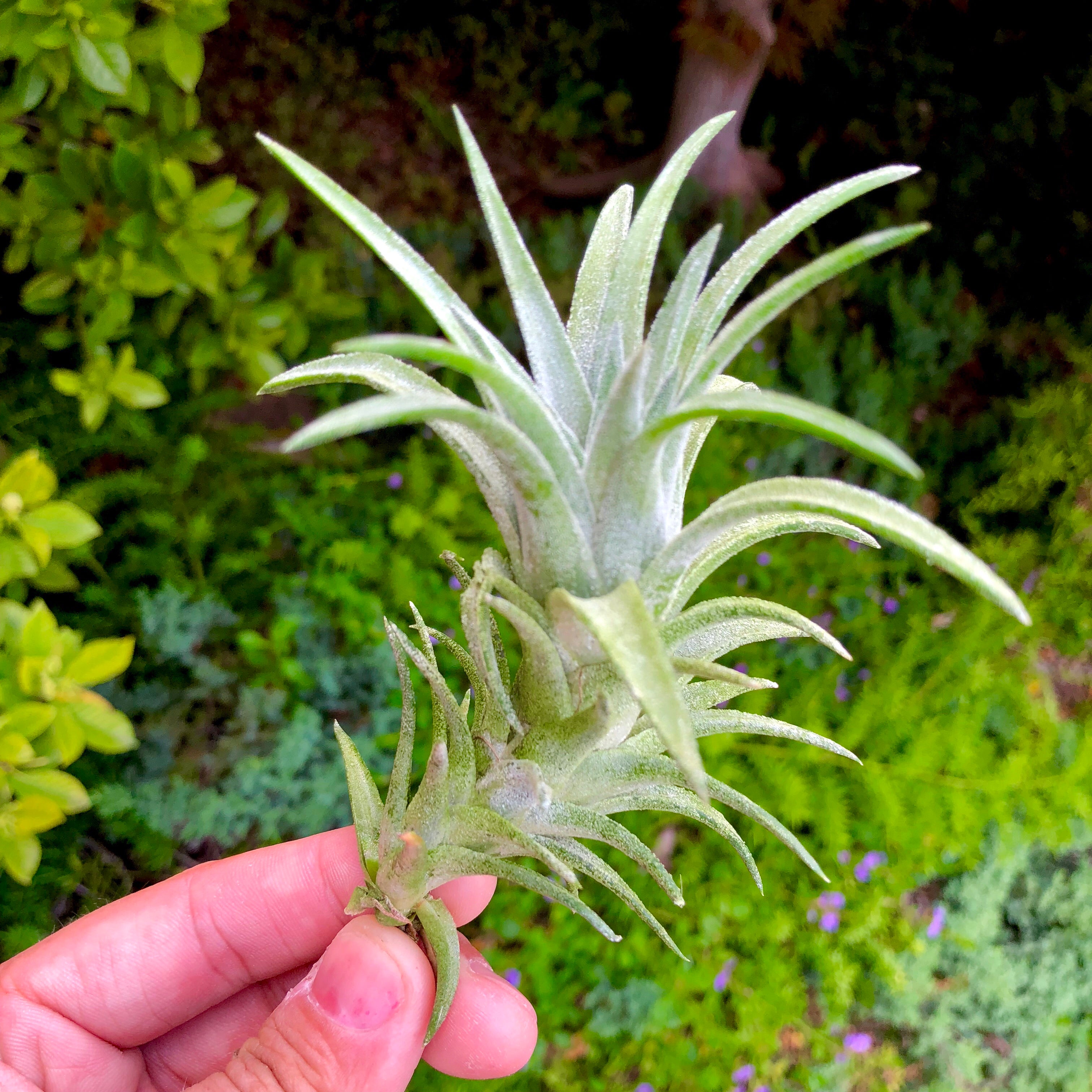 Tillandsia Ionantha Vanhyningii Rare Air Plant Terrarium Friendly