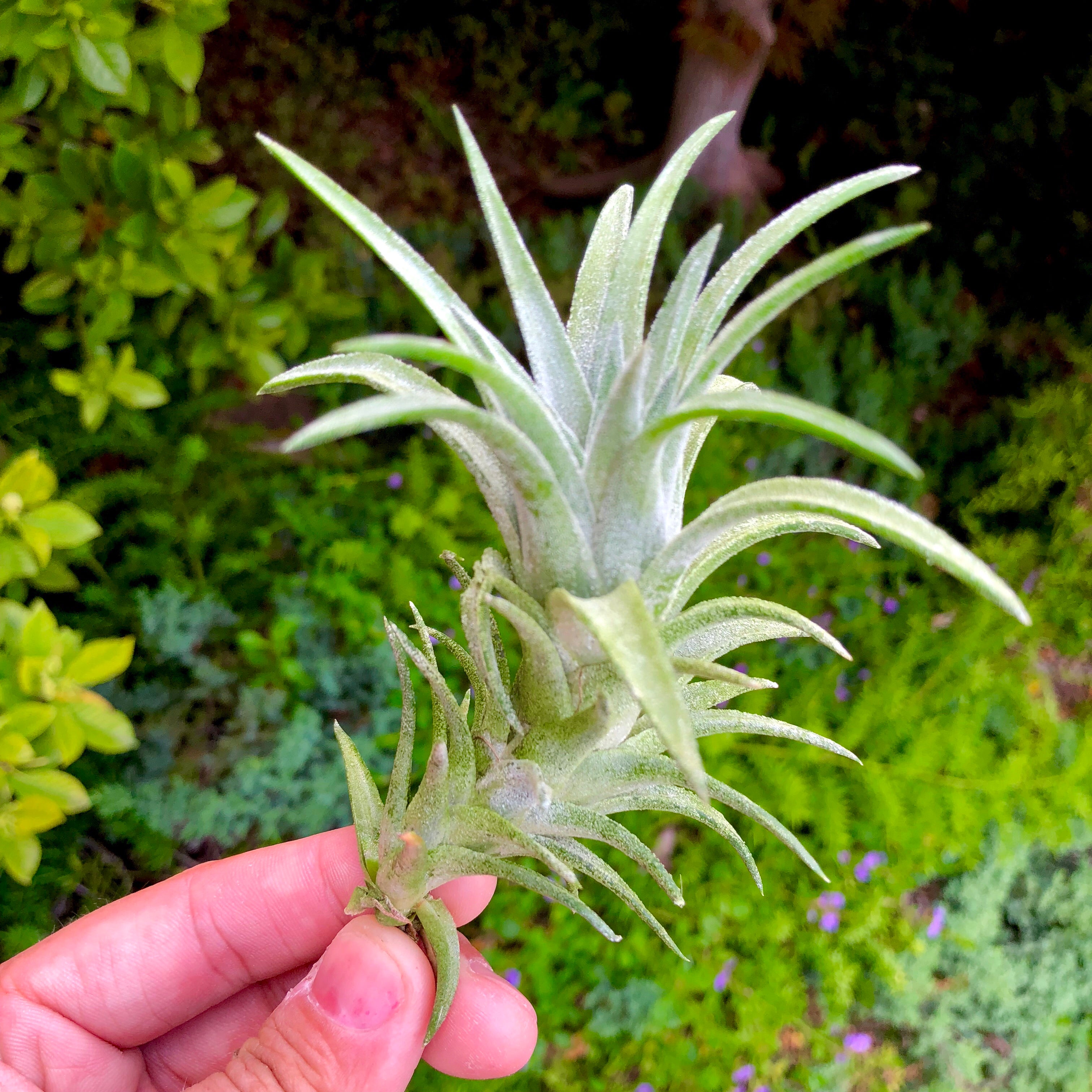 vanhyningii air plant Ionantha Vanhyningii Large Form Medium