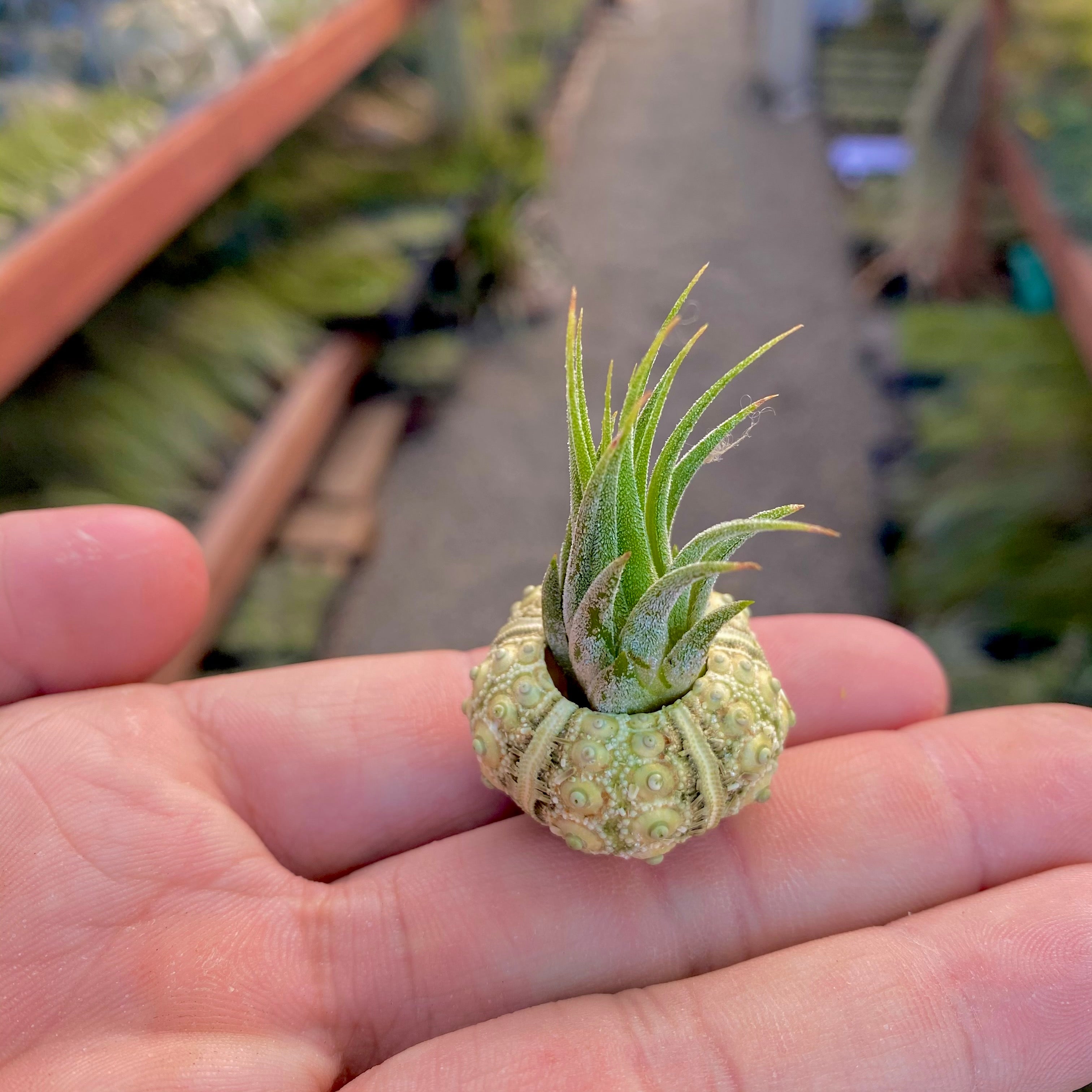 Green Sputnik Sea Urchin Shell Tiny Miniature Display