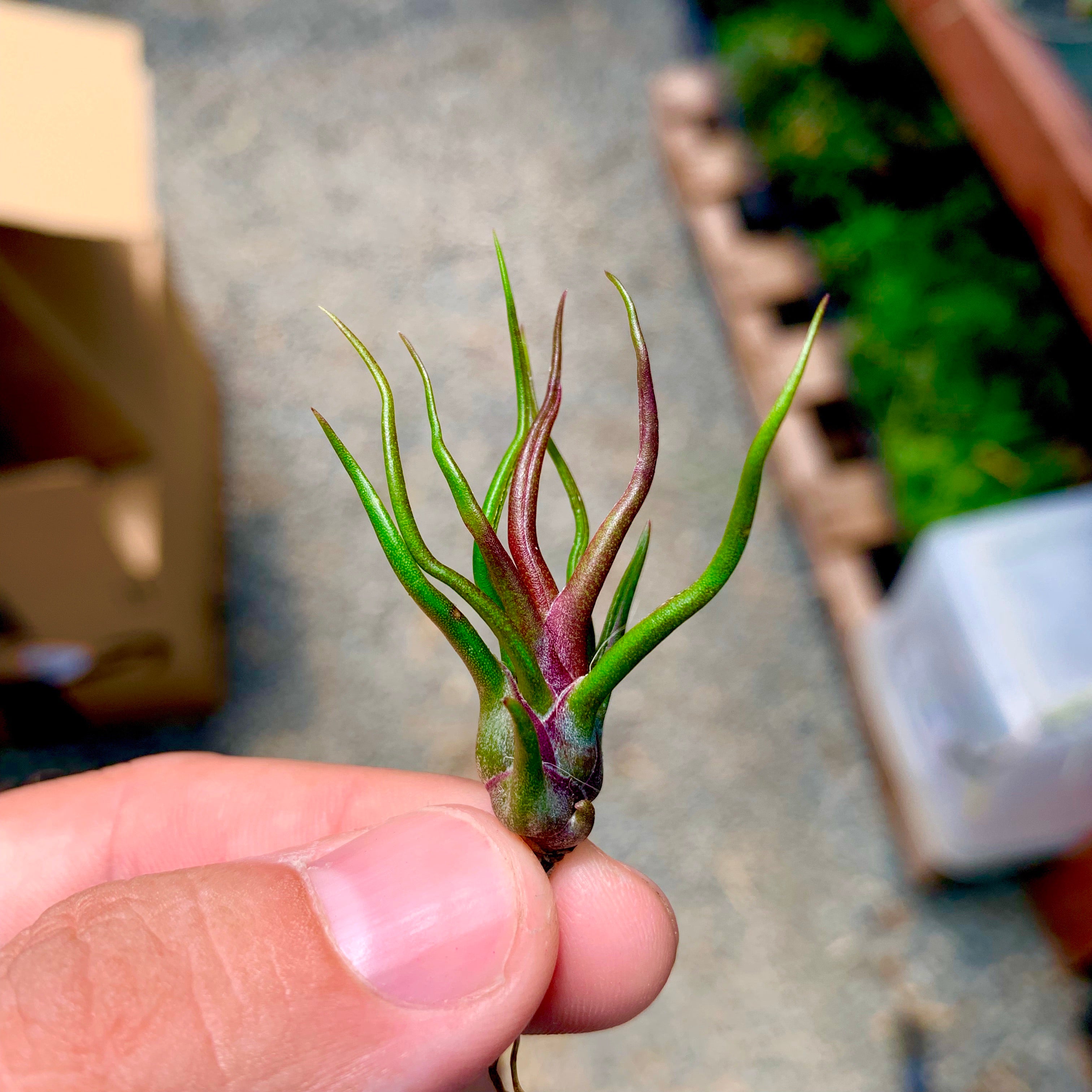 bulbosa air plant care Bulbosa Medium