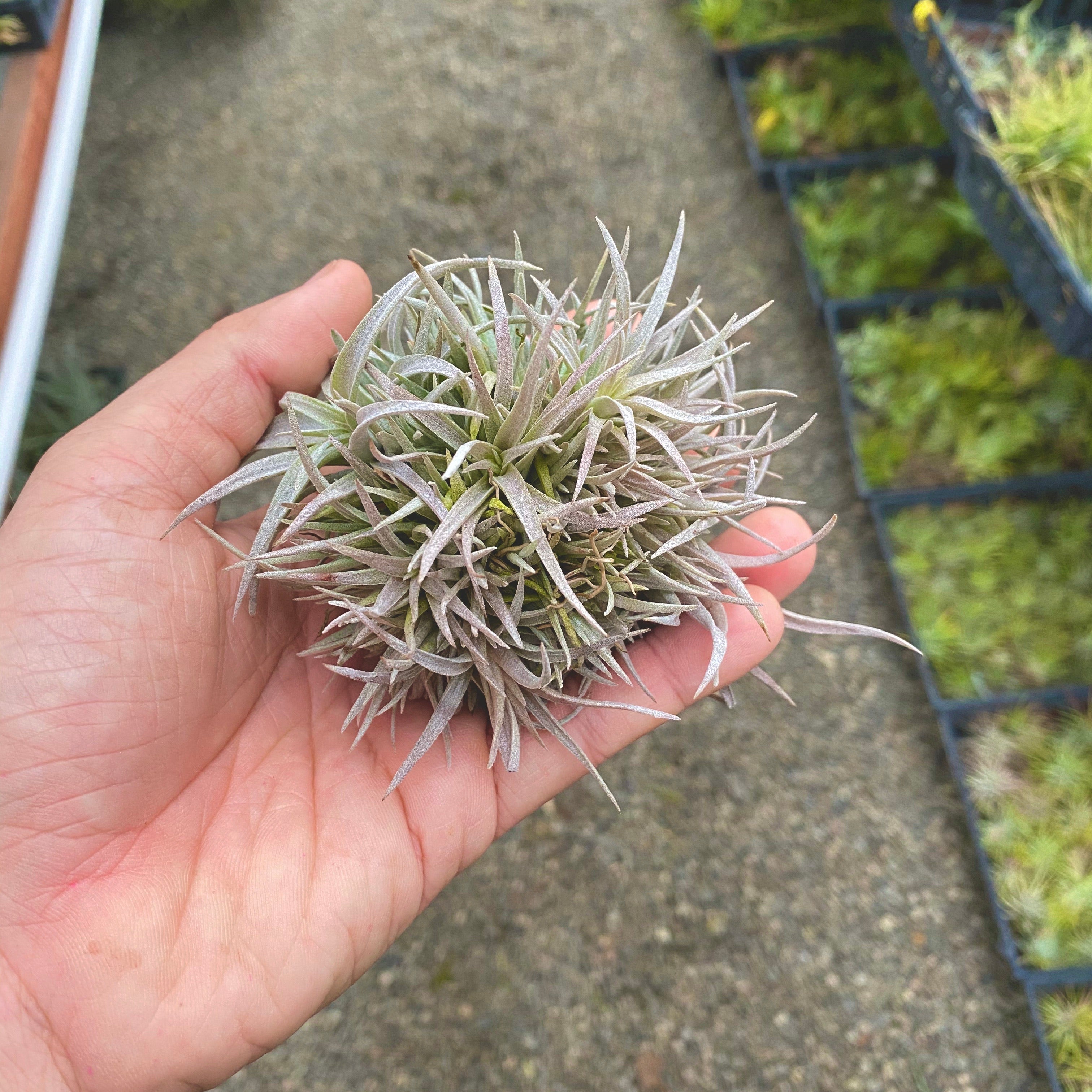 Chiapensis Snowball Form Small Clump