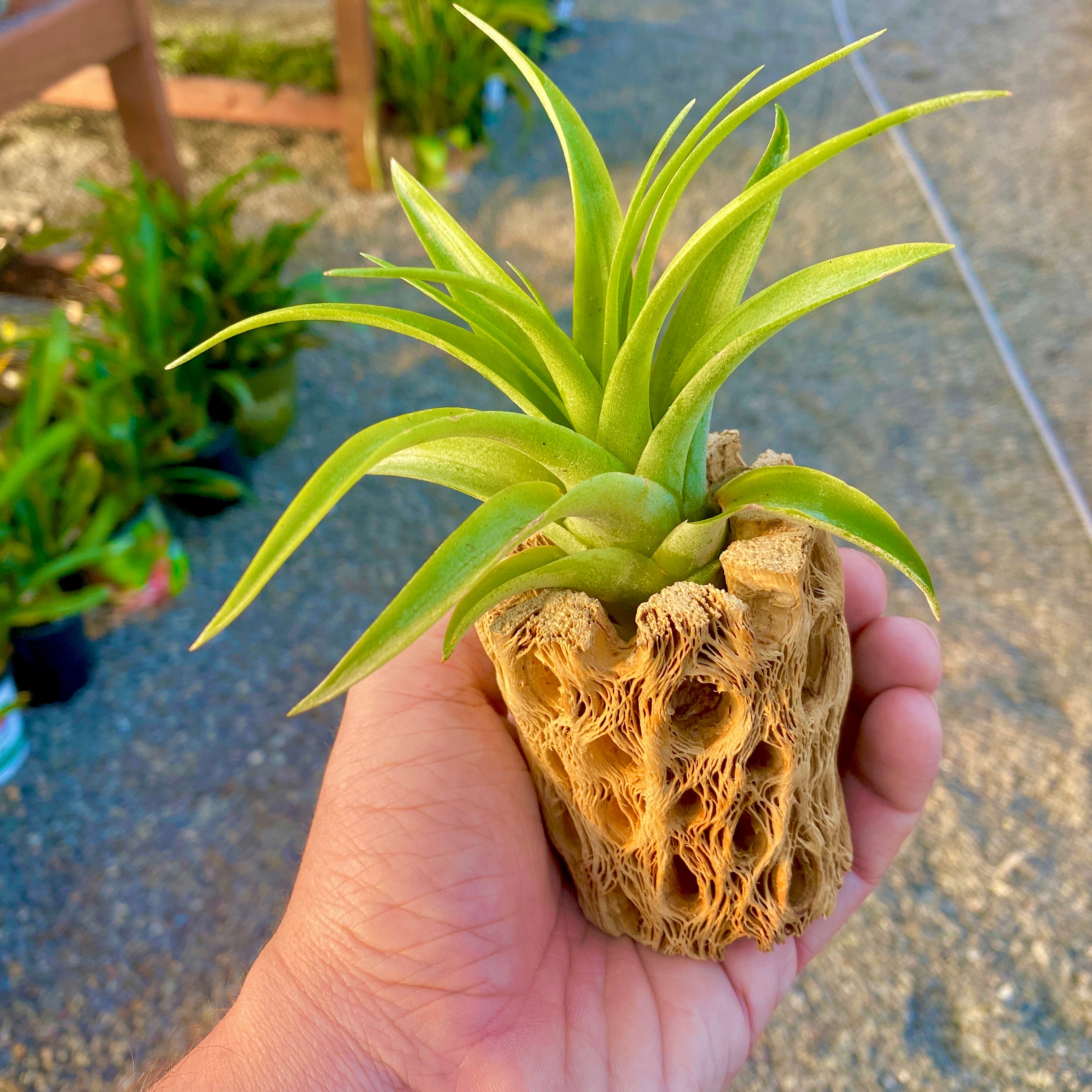 Sandblasted Cholla Wood Plant Display <br> 4" Long (Wood + Air Plant)