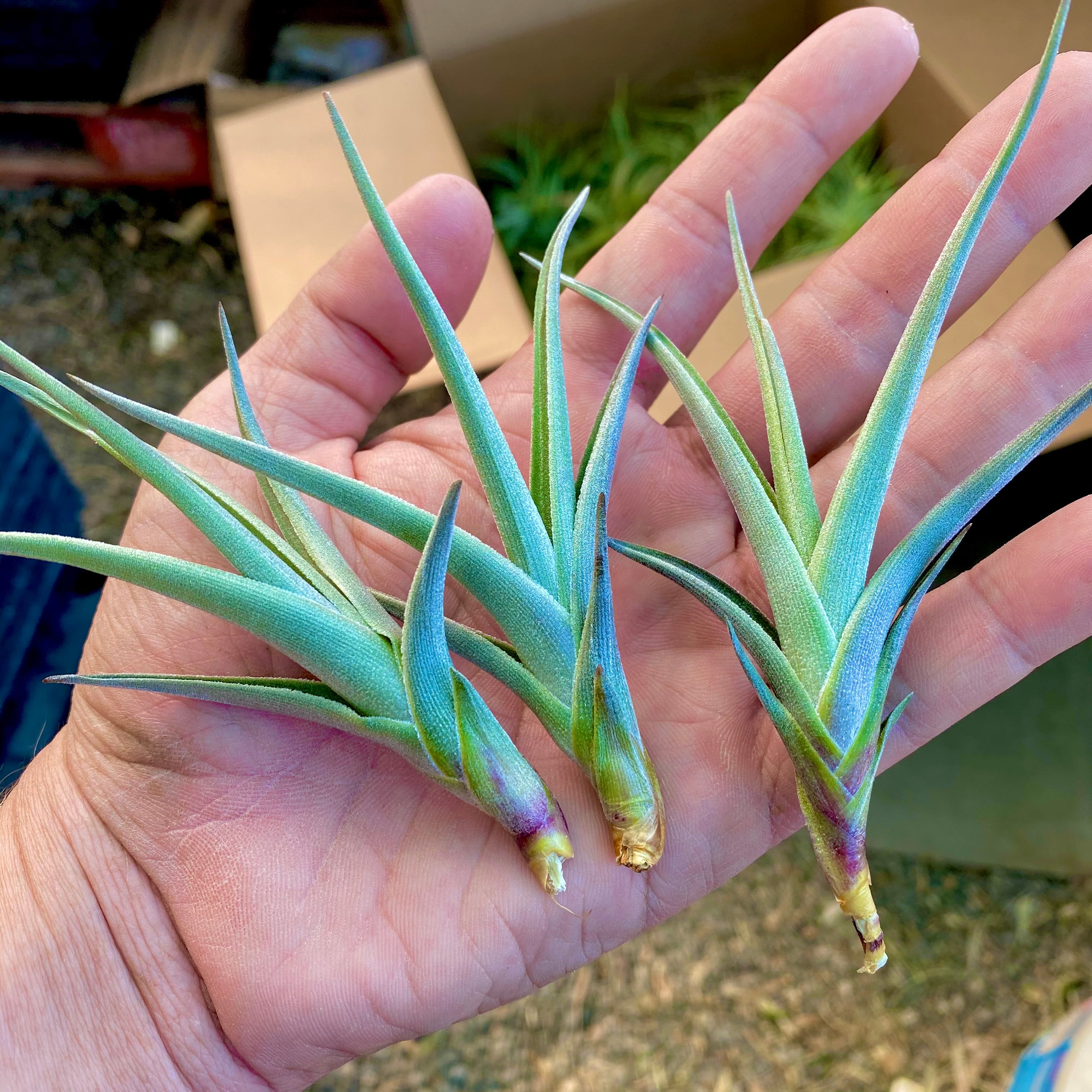 Tillandsia albertiana x arequitae AKA mystic rainbow air plant small 