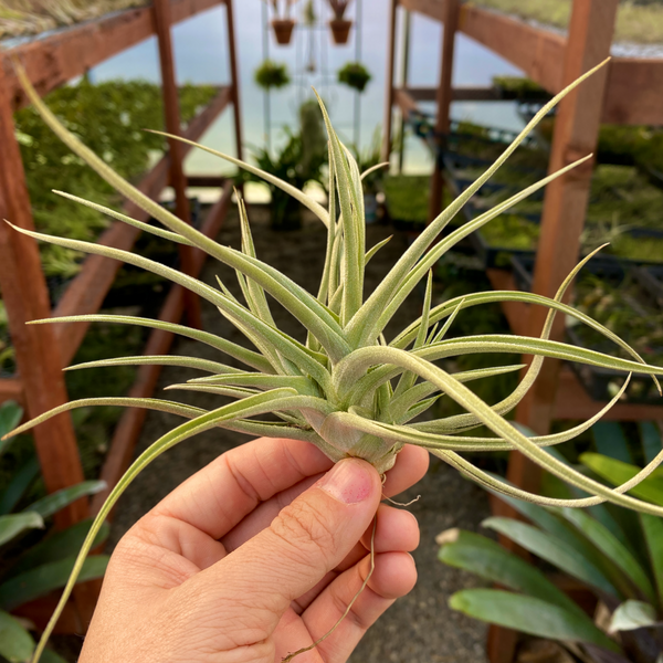 Air Plant Clumps | Air Plant Hub