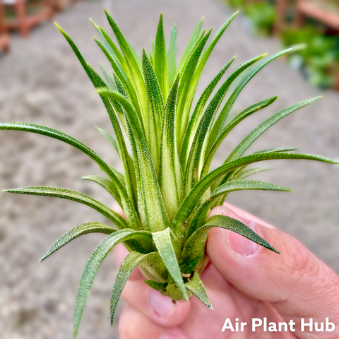 Ionantha Variegata Rare Ionantha Form *50% OFF* – Air Plant Hub