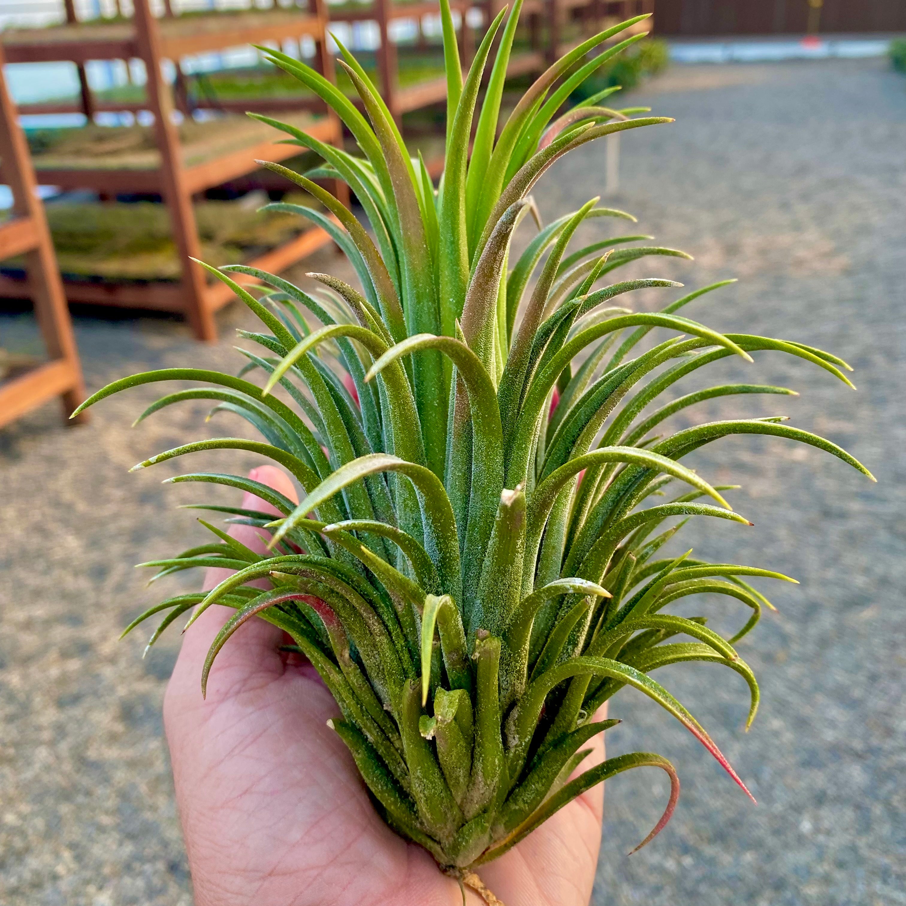 Ionantha Curly Giant XL Selections